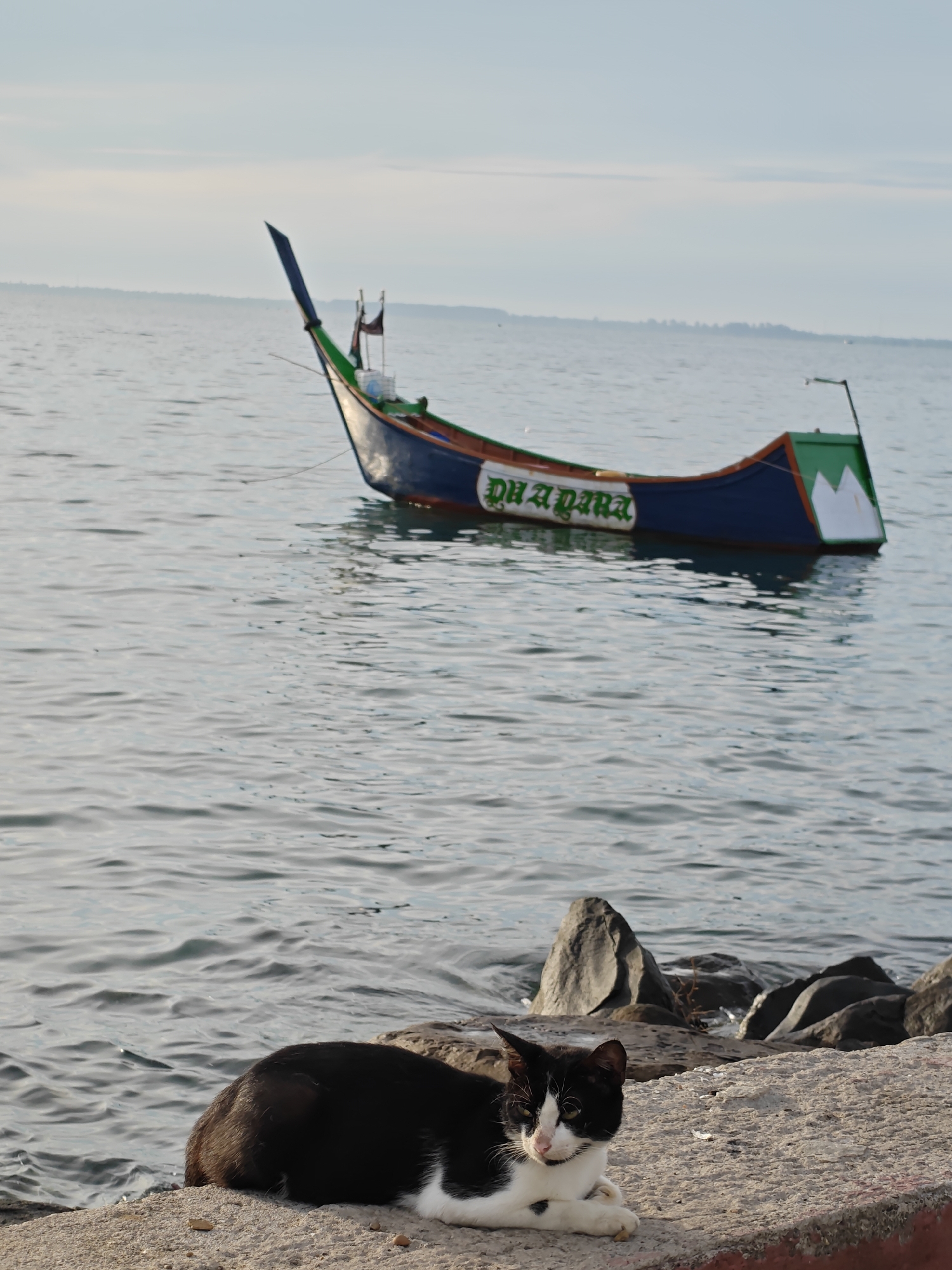 A black and white cat is lying on a concrete ledge by the water. In the background, a boat with blue and green accents is floating on the water. The sky is overcast. The scene appears to be a harbor or waterfront area. The boat has the word "DHADARA" written on its side in green lettering.
