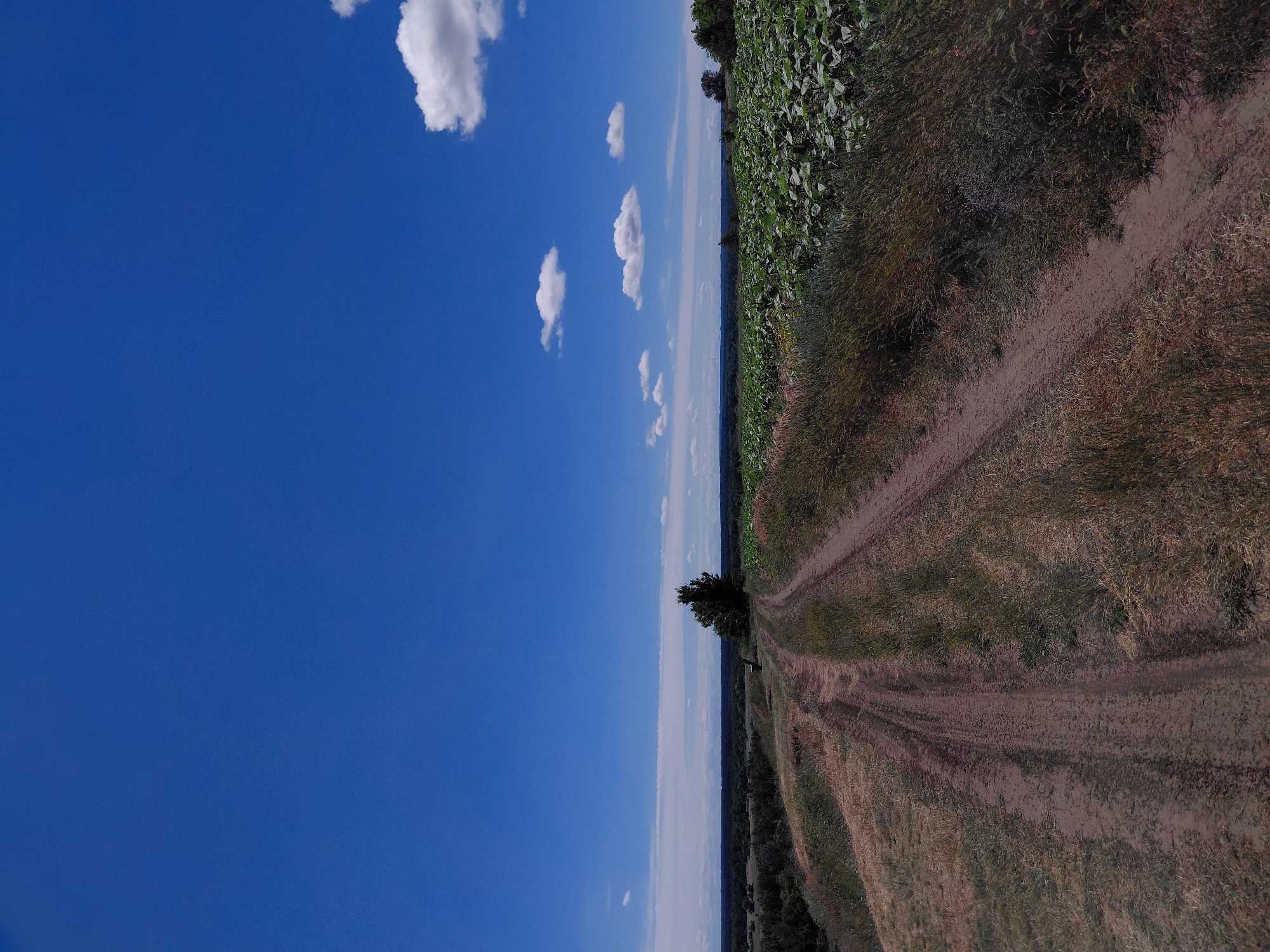The image shows a dirt road winding through a rural landscape under a bright blue sky with scattered white clouds. On the right side of the road, a field of green plants, possibly sunflowers, stretches towards the horizon. To the left of the road, the terrain is covered with dry grass and vegetation, with a line of trees in the distance. A single, dark tree stands prominently on the left side of the road, just before the field begins. The road appears to be well-traveled, with tire tracks visible. In the middle distance, a solitary bench is placed on the grassy incline to the left of the road. The overall scene depicts a serene, natural environment on a clear day.