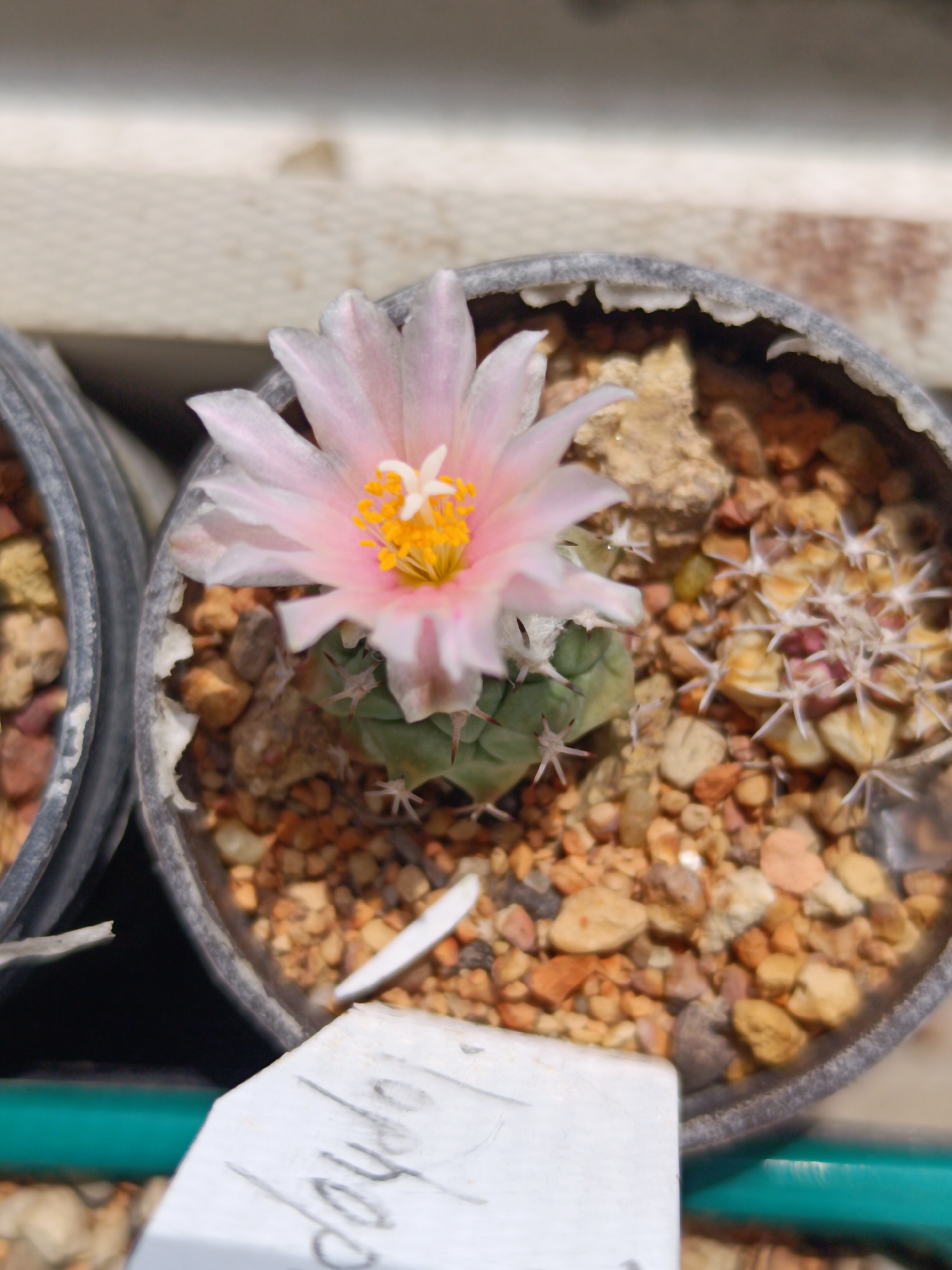 This is a close-up, high-angle shot of a flowering cactus in a pot. The cactus has a delicate, pale pink flower with a yellow center. The pot is filled with small stones and gravel. To the left of the main cactus, another smaller cactus with white spines is visible. In the foreground, a white plant tag with handwritten text is partially visible. The background shows a blurred, light-colored surface, possibly a shelf or table, and a dark object, likely another pot, to the left. The overall scene suggests a greenhouse or indoor plant collection setting. This image does not contain information about the city of Salihorsk, Belarus, or any people.