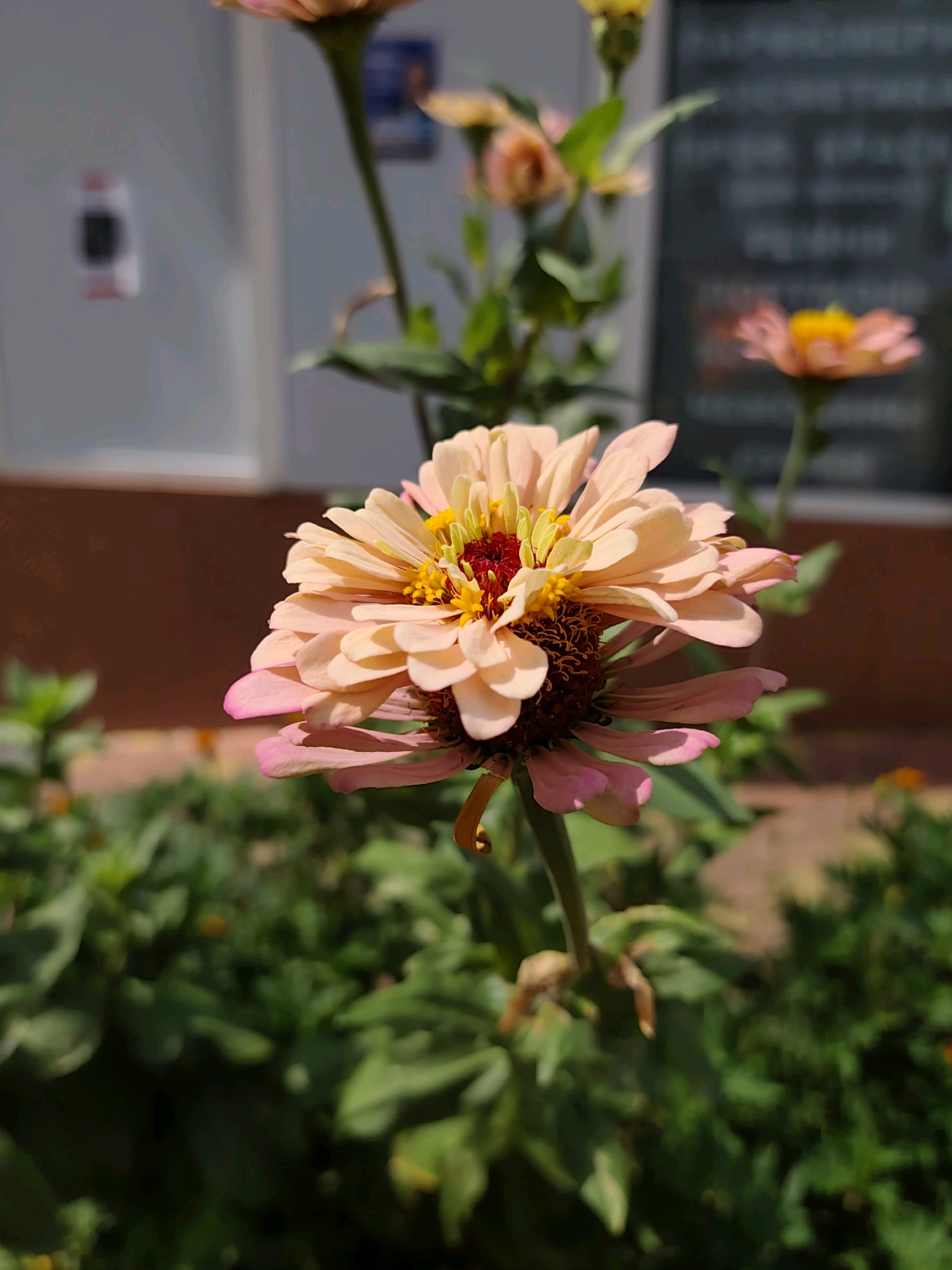 The image displays a close-up view of a light pink zinnia flower in full bloom. The flower has multiple layers of petals, with the outer petals transitioning to a darker pink hue at their edges. The center of the flower is a vibrant mix of yellow stamens and a dark reddish-brown receptacle. The flower is positioned in the foreground, with its stem extending downwards and slightly out of focus.
In the background, out-of-focus elements suggest an urban environment. To the left, a light-colored wall is visible with a dark rectangular object, possibly an electrical outlet or sensor, mounted on it. A brown band runs along the bottom of this wall. Further back, a blurred dark surface, possibly a chalkboard or a window with reflections, is present. Green foliage, indicative of a garden or planted area, fills the lower half of the background, with hints of other out-of-focus flowers scattered throughout.
The lighting suggests a sunny day, casting shadows and highlighting the textures of the flower's petals. The overall scene depicts a single, prominent flower set against a blurred urban backdrop, likely in an outdoor setting within the city of Sochi, Russia.