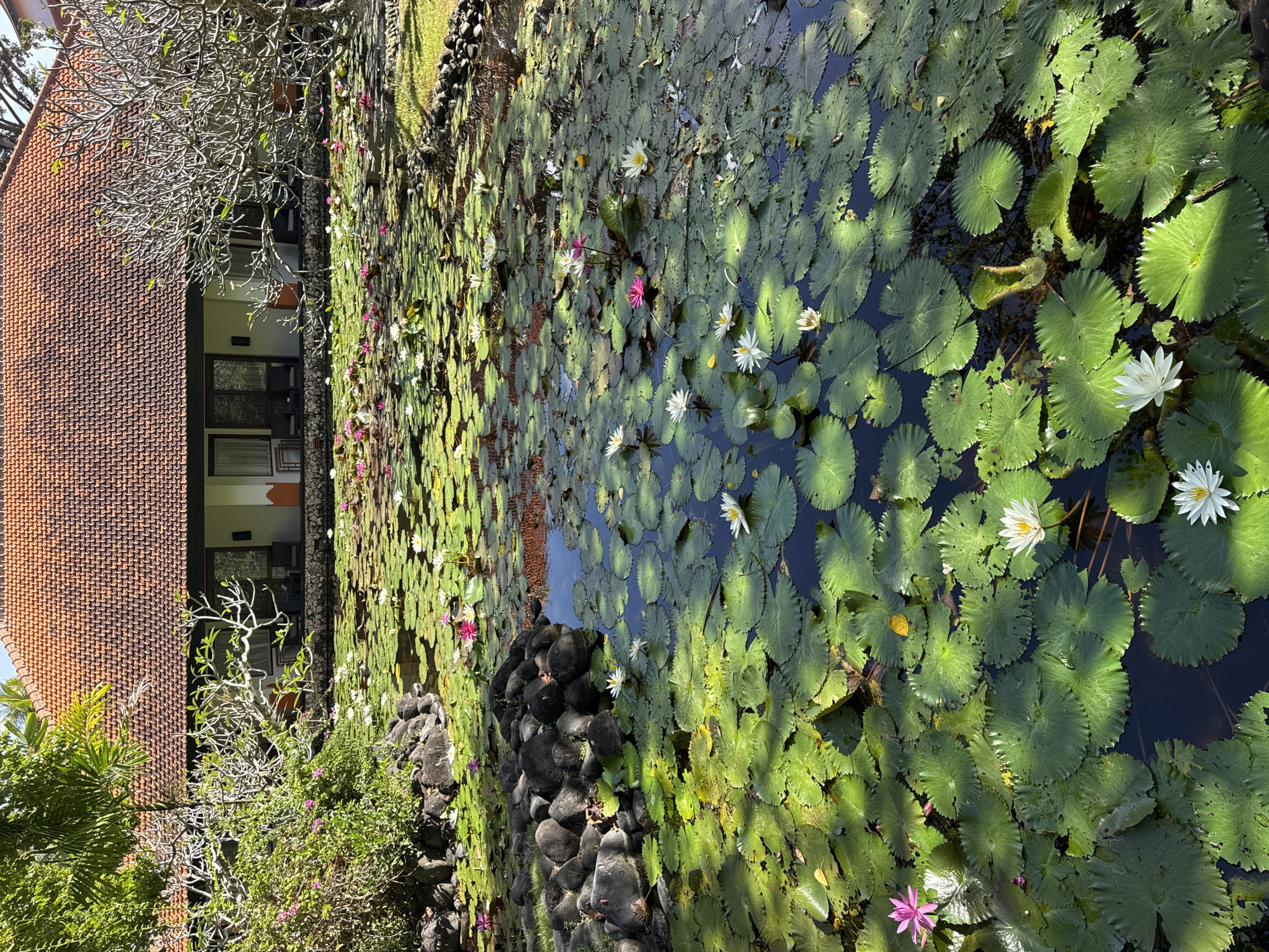 The image depicts a serene lily pond located in Kuta Selatan, Indonesia. The pond is densely populated with lily pads of various shades of green, interspersed with white and pink water lilies in bloom. A dark stone wall partially surrounds the pond. Adjacent to the pond is a building with a red-tiled roof and dark-framed windows, partially obscured by bare tree branches and foliage. The scene is illuminated by natural sunlight.