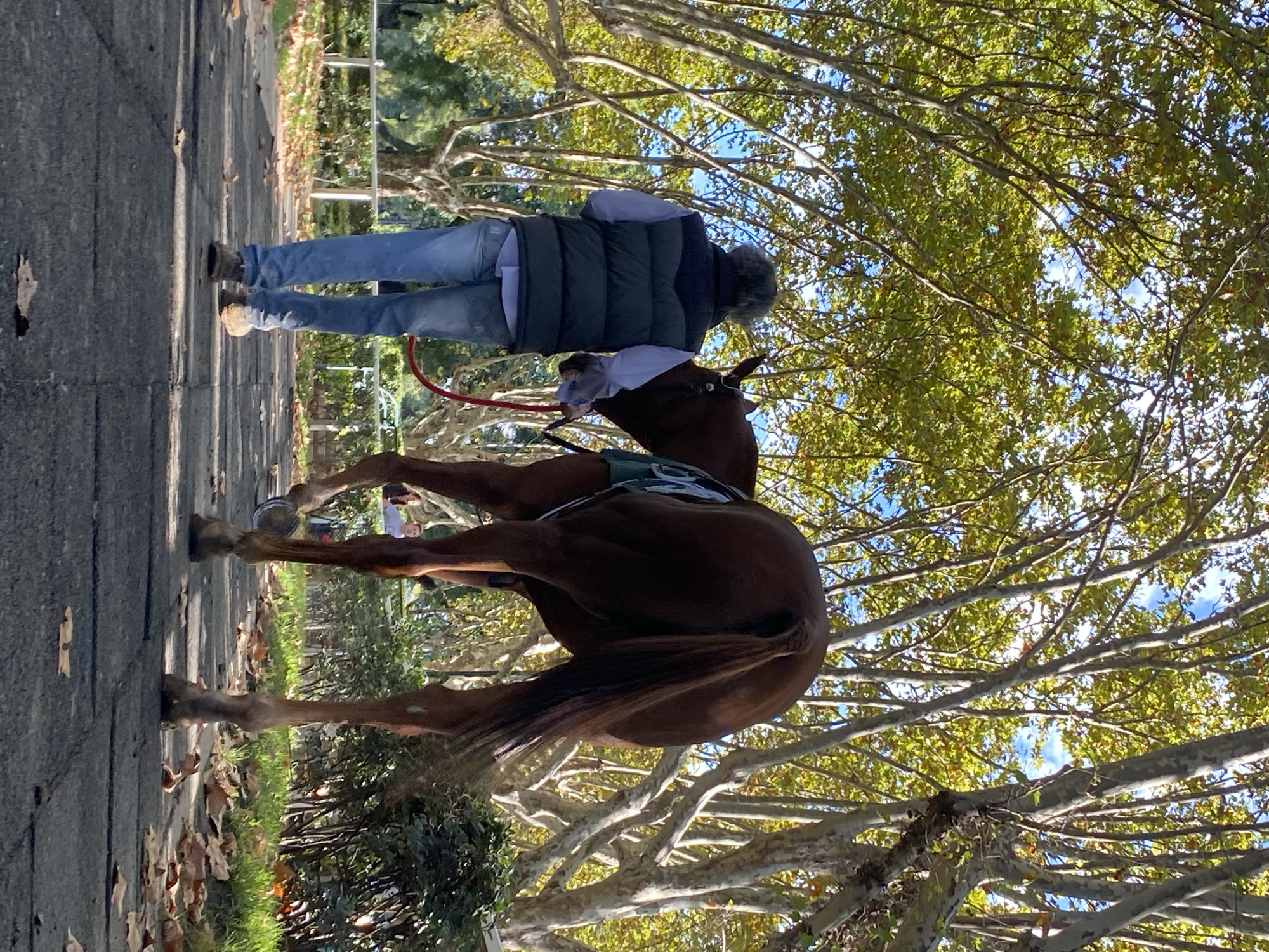 A medium-angle shot shows a person walking a brown horse on a stone-paved walkway, likely in a park or public space. The person is wearing blue jeans, a white shirt, and a dark puffy vest. The horse is wearing a white cloth over its head and a saddle blanket. They are walking on a walkway that is lined with grass and trees. The trees have leaves, some of which are still green and others that have turned yellow. The location is the city of Buenos Aires, Argentina.