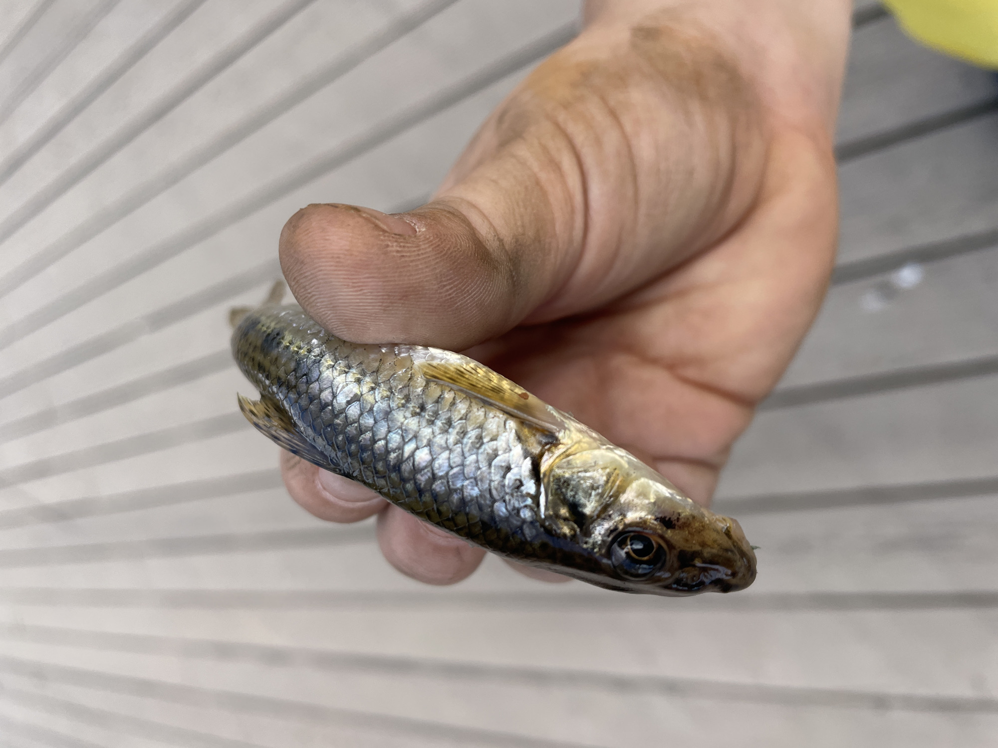 A person's hand holds a small, silver and brown fish. The fish is positioned horizontally, with its head to the left and tail to the right. The fish's scales are visible, and its eye is dark. The hand is dirty, with dirt smudges on the fingers and palm. The background consists of a light-colored surface with parallel lines, possibly a wooden deck or pier. The scene appears to be outdoors, with natural light. There are no discernible landmarks or context to suggest a specific location in Saint Petersburg, Russia.