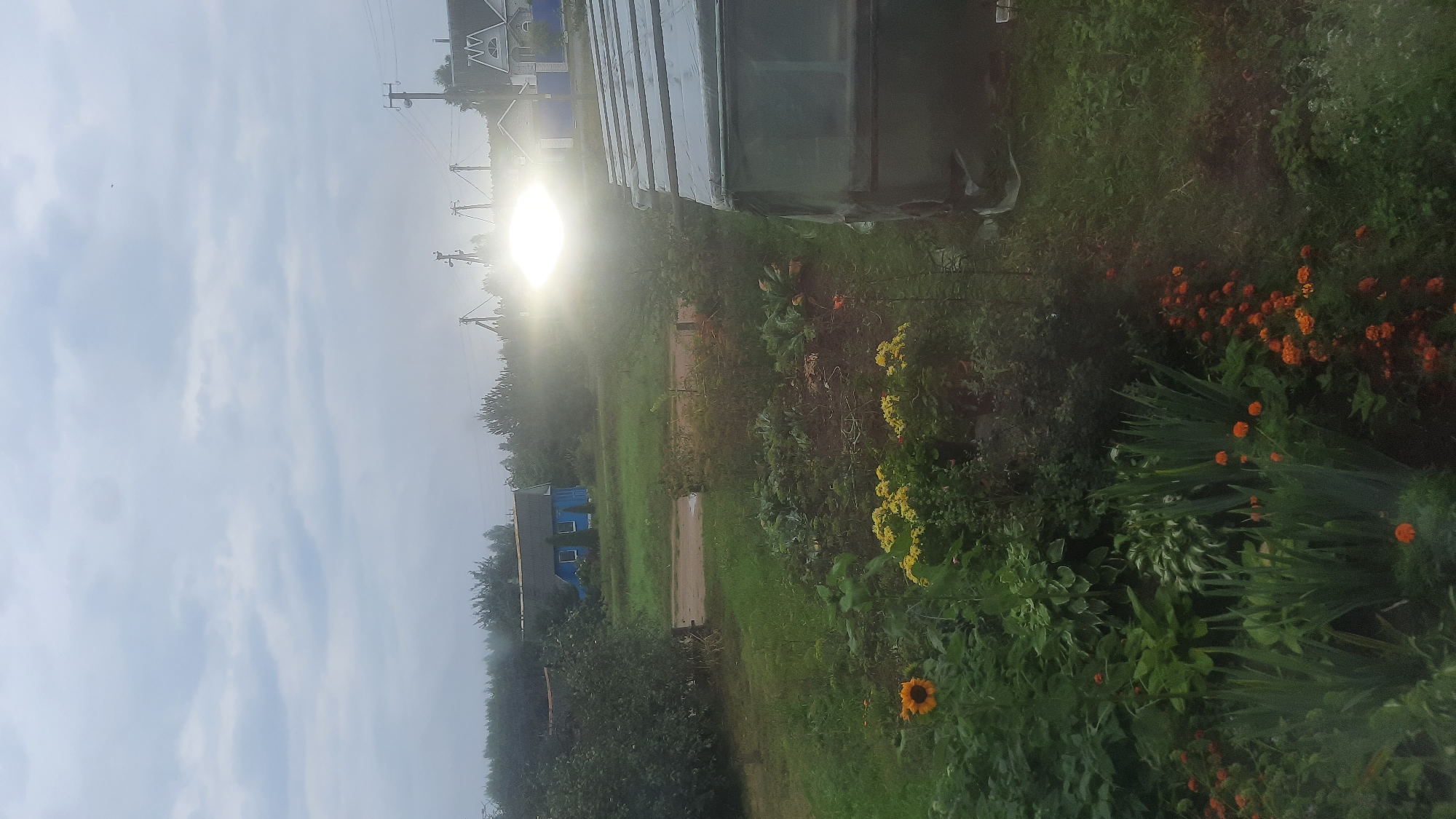 The image depicts a rural scene, likely a backyard garden, with a bright sun glare obscuring the horizon. In the foreground, a variety of plants and flowers are visible, including sunflowers, yellow chrysanthemums, and orange marigolds. To the right, a greenhouse structure made of transparent sheeting is partially visible. In the background, there are trees, two houses (one painted blue, the other lighter colored with a decorative gable), and utility poles. The sky is overcast with clouds. The overall impression is that of a residential area on the outskirts of a town, possibly Шклоў, Belarus, given the context. There are no people visible in the image, and no specific actions or interactions are taking place. The scene is static and captured in daylight.