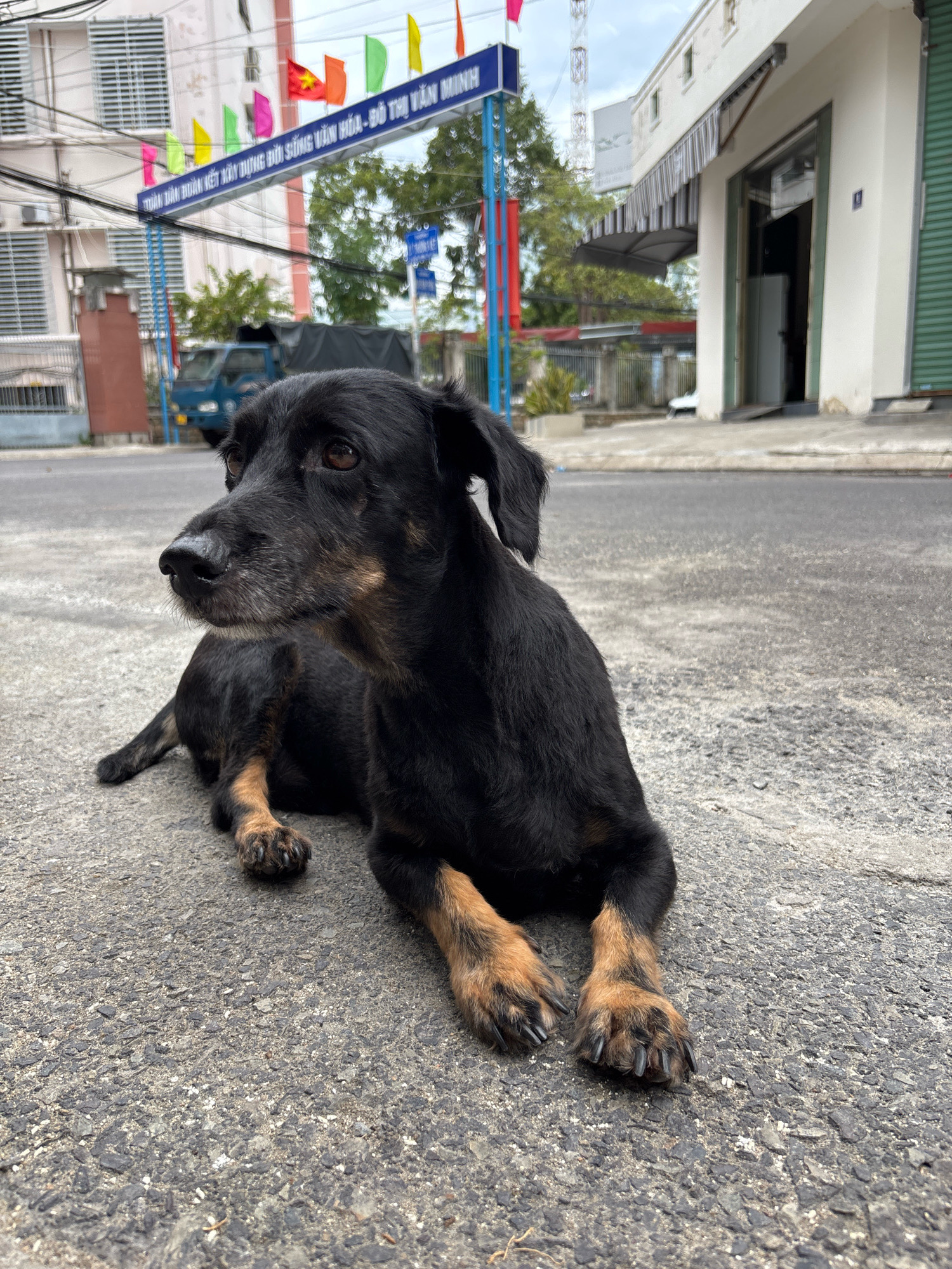 A medium-sized black dog with tan markings on its legs and face lies on an asphalt road in a city. The dog is facing left, with its head turned slightly toward the camera. In the background, there is a building with white siding and a green rolling gate, an awning, and a blue truck. A banner with Vietnamese text and colorful flags is strung across the street. The sky is overcast. This scene is located in Nha Trang, Vietnam.
