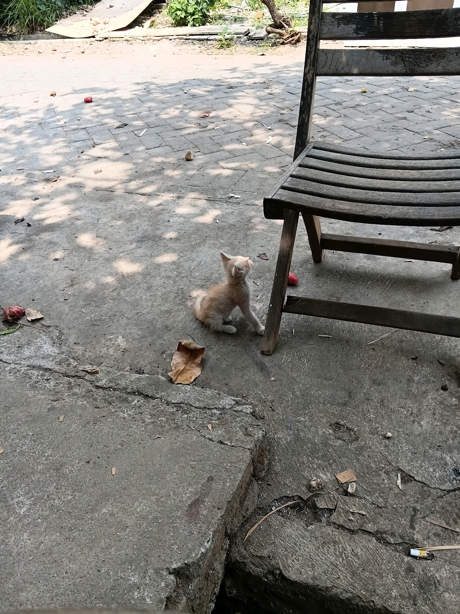 A light orange kitten sits on cracked concrete, looking up and to the left. To the kitten's right is a weathered wooden chair with horizontal slats. In the background, a paved walkway is visible, dotted with shadows. Several fallen leaves and two red, round objects, possibly fruits, are scattered on the ground. The environment appears to be an outdoor area, possibly a yard or public space, with some vegetation in the far background. The scene is well-lit, suggesting daylight.