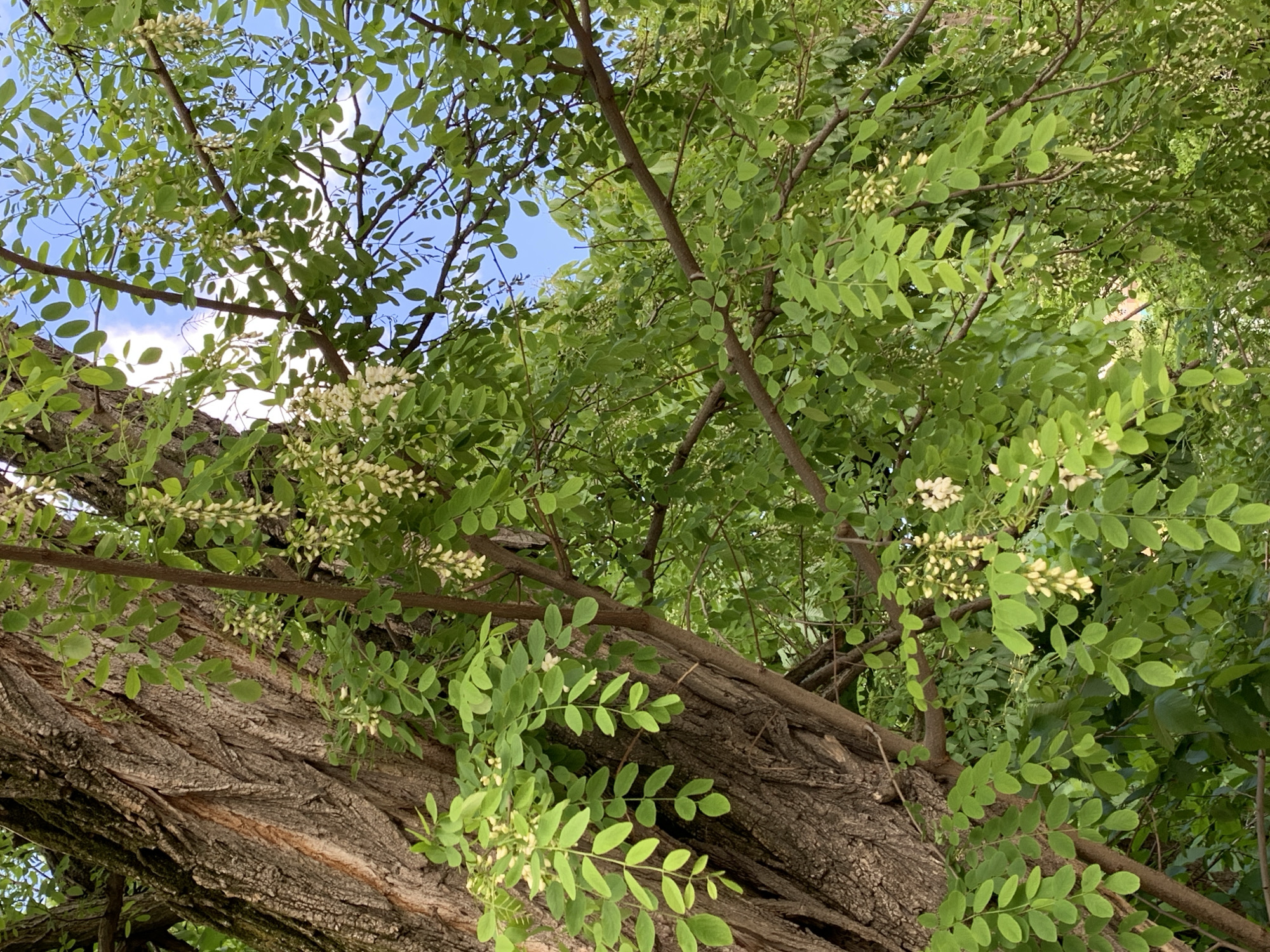 An upward-angled shot captures the lush canopy of a blooming tree, likely an acacia or black locust, in Stavropol, Russia. The foreground is dominated by a large, gnarled tree trunk with deeply furrowed, dark brown bark, running diagonally from the lower left to the upper right of the frame. Numerous branches extend from the main trunk and further into the upper parts of the image, adorned with small, bright green, compound leaves. Clusters of small, creamy white flower buds and open blossoms are visible throughout the foliage, particularly on the branches closer to the trunk and against the sky. The background reveals a clear blue sky with patches of soft white clouds peeking through the dense foliage, indicating daytime and fair weather. There are no people, explicit activities, or visible text in the image.