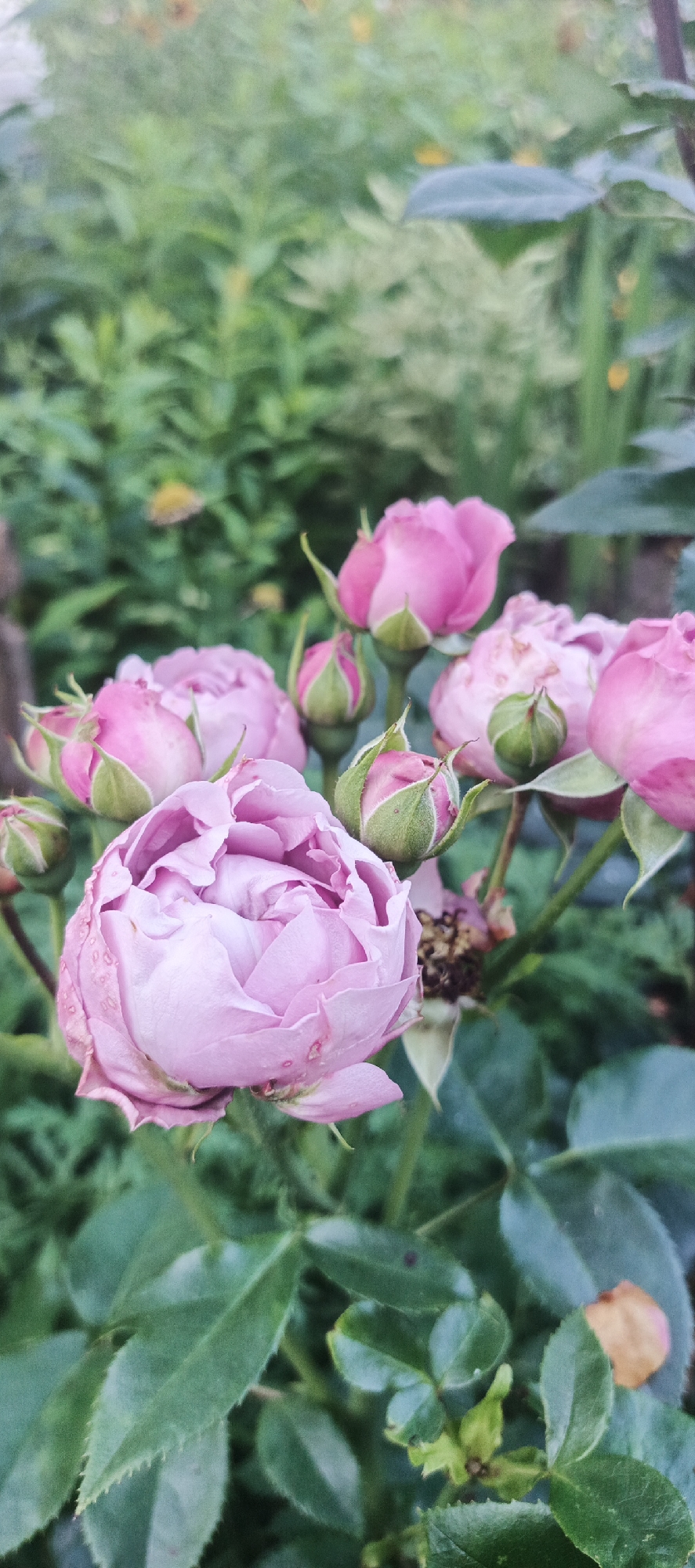 The image is a close-up, vertical, portrait-oriented photograph of a cluster of pink roses and their buds. The roses are the primary subjects, with one fully bloomed rose in the foreground, appearing slightly wilted and delicate. Its petals are a soft pink, with visible water droplets. Several rosebuds, varying in their stage of development, are also visible, showcasing their green sepals and hints of pink. The background is a soft, blurred green, suggesting foliage and a garden setting. The lighting appears natural, possibly overcast, casting a gentle, diffused light on the flowers. There are no people or man-made objects visible in the frame. The scene is natural and serene. There is no information to determine the location in the city of Ваньки, Russia.