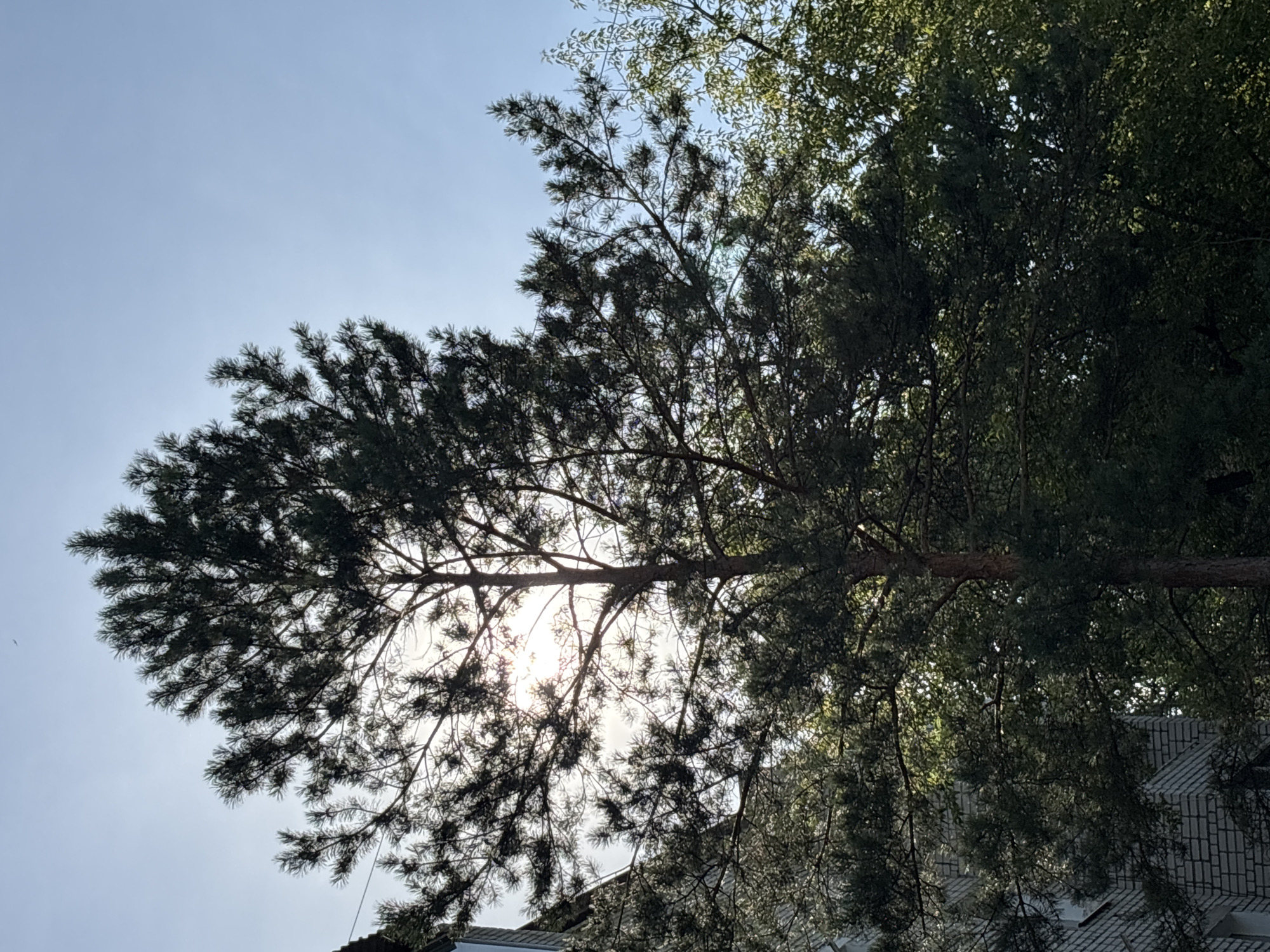 A tall pine tree with dark green needles is silhouetted against a bright sky, with the sun partially obscured by its branches. The lower portion of the image is filled with denser foliage from other trees. To the left, a portion of a brick building is visible, its light-colored bricks creating a contrast with the natural elements. The scene appears to be an urban environment, likely in Blagoveshchensk, Russia, given the presence of the building and the type of vegetation. The sky is a clear light blue, indicating daytime. No people or animals are visible in the frame.