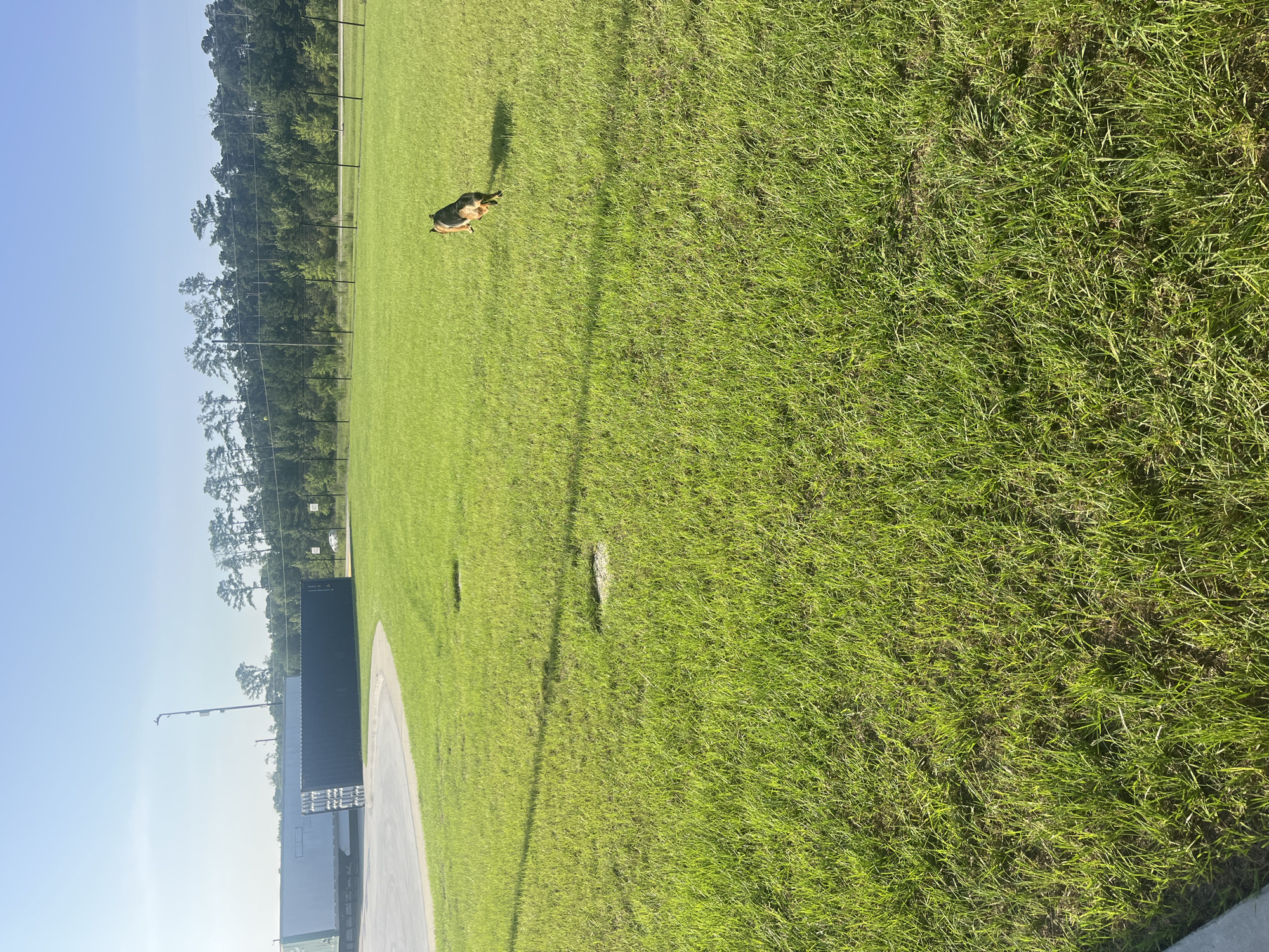 This media file depicts an outdoor scene, likely a sports field or park. The primary subject is a German Shepherd dog lying on bright green grass. The dog is positioned in the middle ground, and its fur appears to be a mix of brown, black, and tan. The dog is facing away from the camera, with its head slightly turned to the left.
The setting includes a vast expanse of well-maintained grass under a clear, bright blue sky, suggesting a sunny day. In the background, a fence and a line of trees are visible, indicating a transition to a more wooded area. There are also some man-made structures, possibly shipping containers or storage units, located to the left of the grass field. A paved pathway or track curves along the edge of the grass.
The time of day appears to be daytime, likely late morning or early afternoon, given the strong sunlight casting shadows. The weather seems pleasant and clear. There are no people visible in the image, only the dog and the environment. The overall mood is peaceful and serene, with the dog relaxing in the open space. There is no visible text in the image.