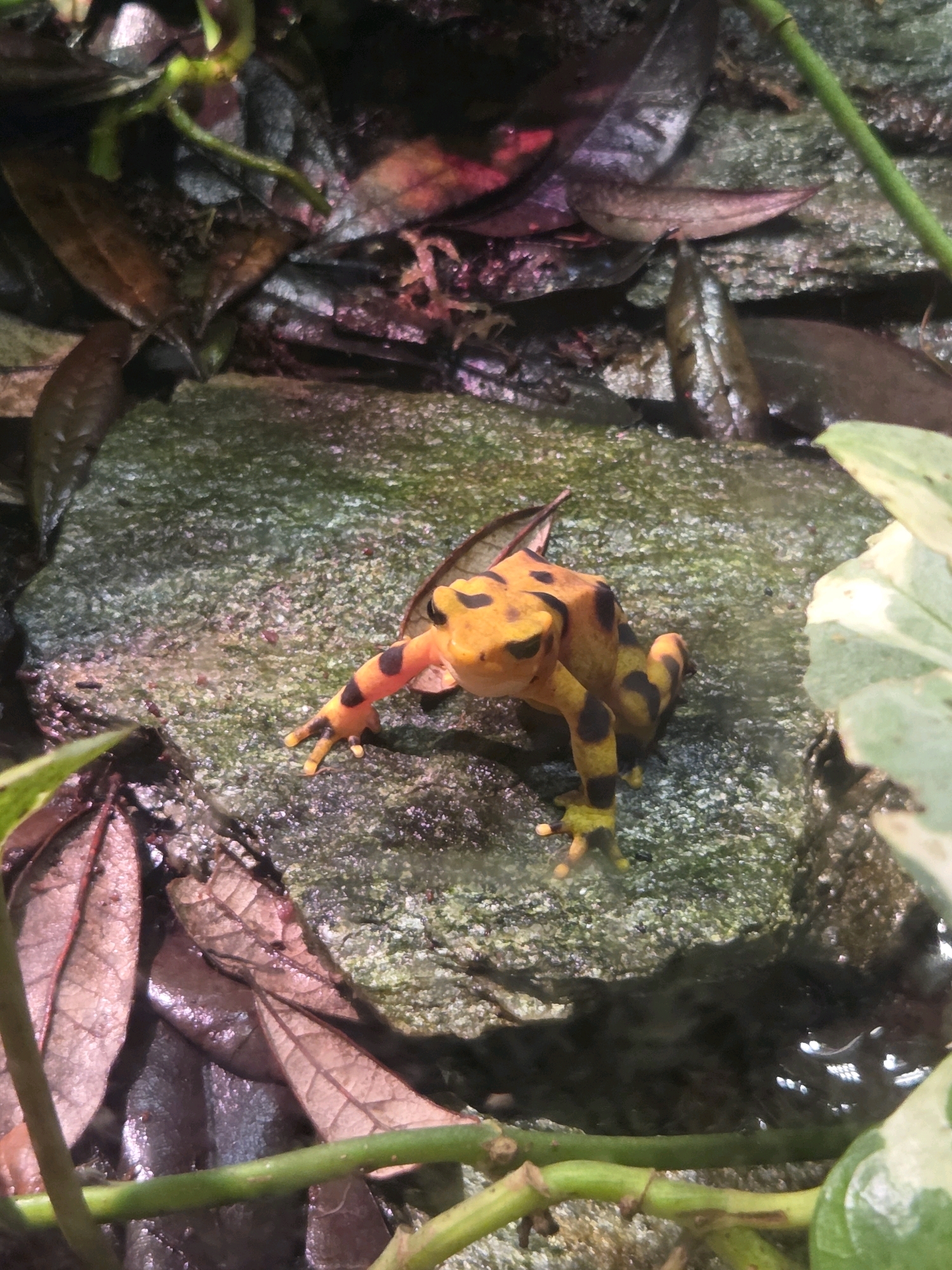 A frog with bright yellow skin and black spots is perched on a moss-covered rock. Its body is an orange-yellow, and it has distinct black splotches on its back, legs, and face. The frog is facing towards the left side of the frame, with its front left leg extended forward. The rock is textured and appears damp, with some green moss growing on its surface. The surrounding environment consists of dark, moist leaves and green vegetation, suggesting a humid habitat. The lighting is dim, with some areas appearing brighter than others, possibly due to artificial illumination. The image is taken from a slightly elevated perspective, looking down at the frog. The location is not specified in the image or provided data.