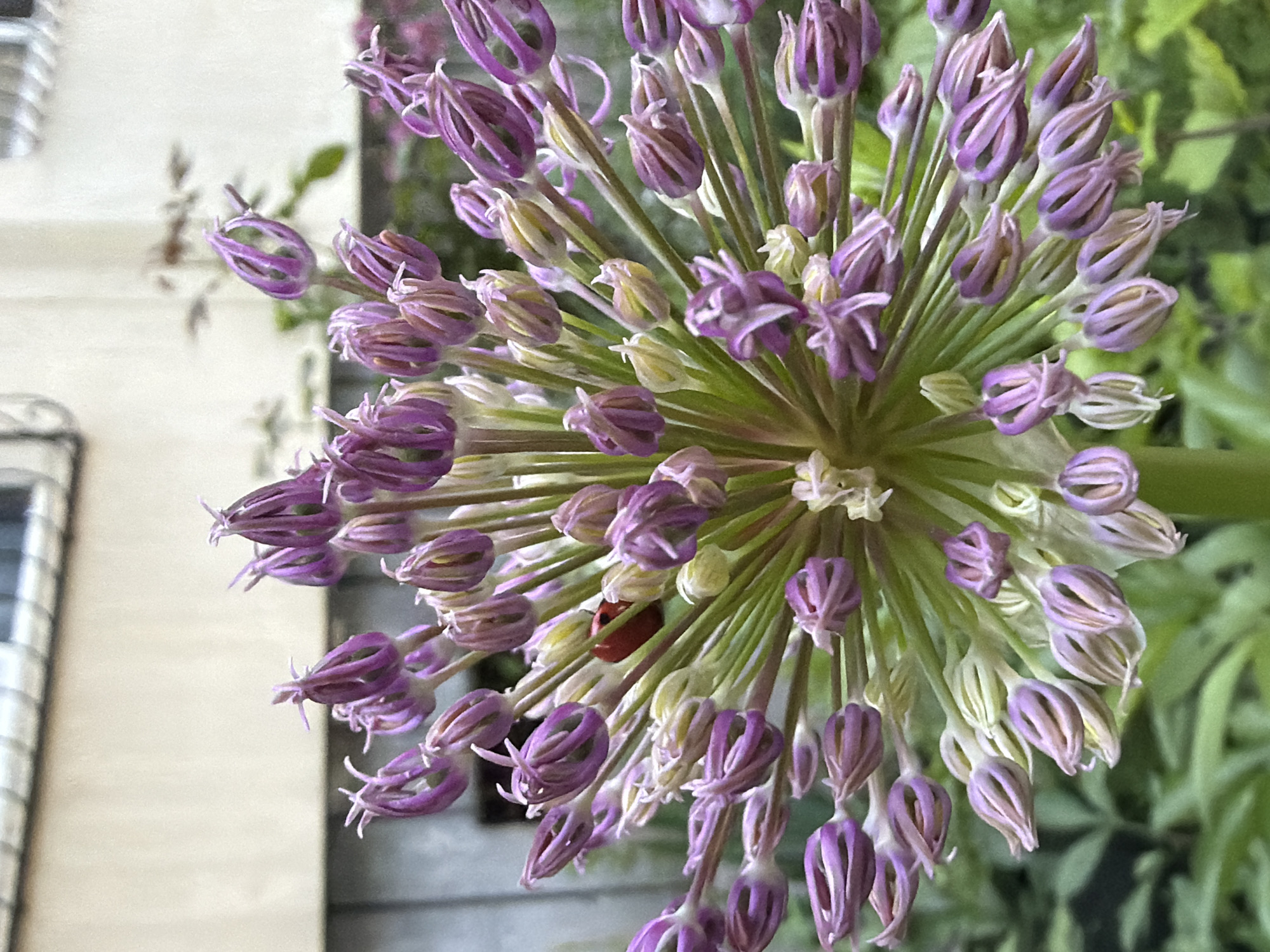 The image shows a close-up view of an Allium flower head, featuring numerous individual florets in shades of purple and white. Some florets are in bud form, while others are partially open. Green stems support the flower head. A single ladybug is visible on the flower head. The background includes greenery and a building facade, suggesting an outdoor setting. The location is not discernible as Chișinău, Moldova.