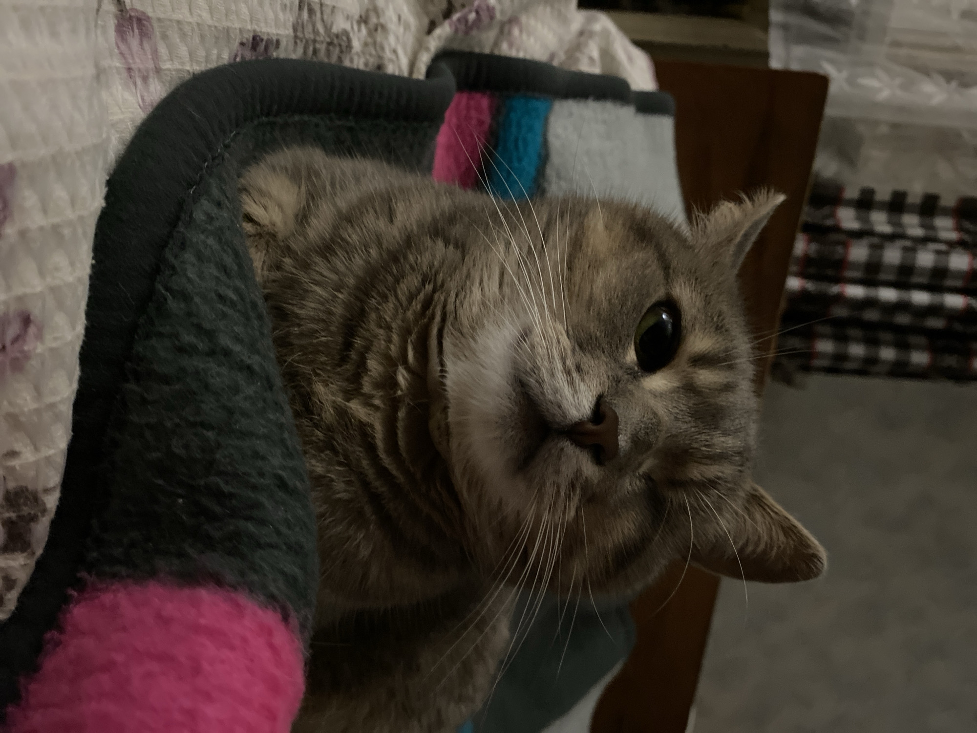 A one-eyed tabby cat with green eyes is resting on a bed. The cat is looking at the camera with a slightly tilted head. The cat is lying on a patterned blanket, and behind the cat is a wooden headboard and curtains. The room appears to be dimly lit.