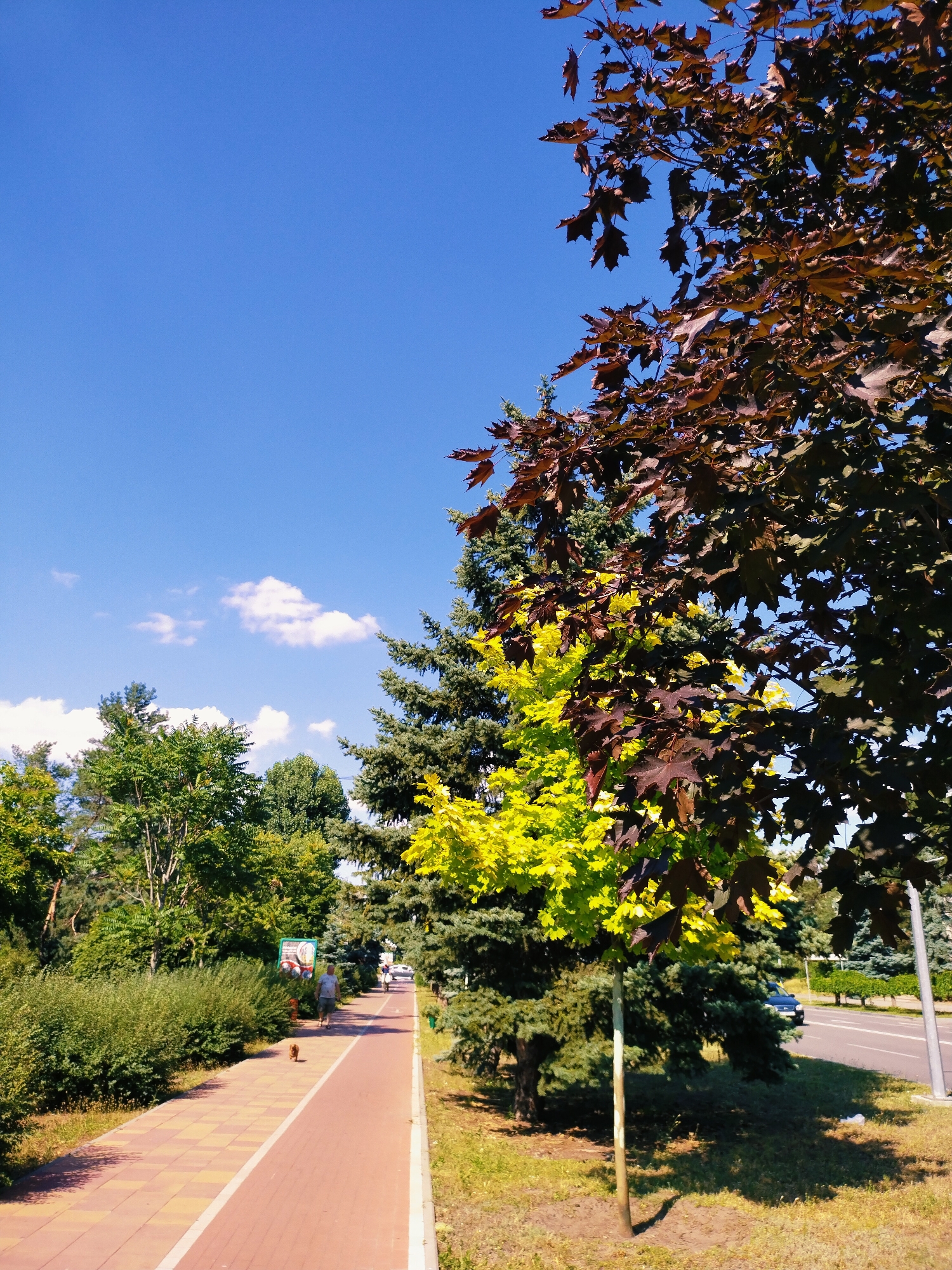 In Horishni Plavni, Ukraine, a sun-drenched day unfolds along a park pathway. The sky is a vibrant, clear blue, punctuated by a few wispy white clouds. Tall trees, a mix of evergreen and deciduous varieties, line the path, casting dappled shadows on the red and yellow checkered paving stones.
On the path, a man walks with his small, tan dog, enjoying the pleasant weather. In the distance, other figures can be seen walking further down the path, suggesting a leisurely day in the park. To the right of the path, a busy road runs parallel, with a few cars driving by. A street light stands tall, a silent sentinel.
The foliage on the trees displays a variety of colors. Some trees are a lush green, while others have leaves that have turned a striking bright yellow or deep burgundy, hinting at the transition of seasons or the presence of different species. A sign with text is visible in the background, but the content is unreadable from this distance. The overall scene evokes a sense of peace and outdoor recreation on a beautiful day.