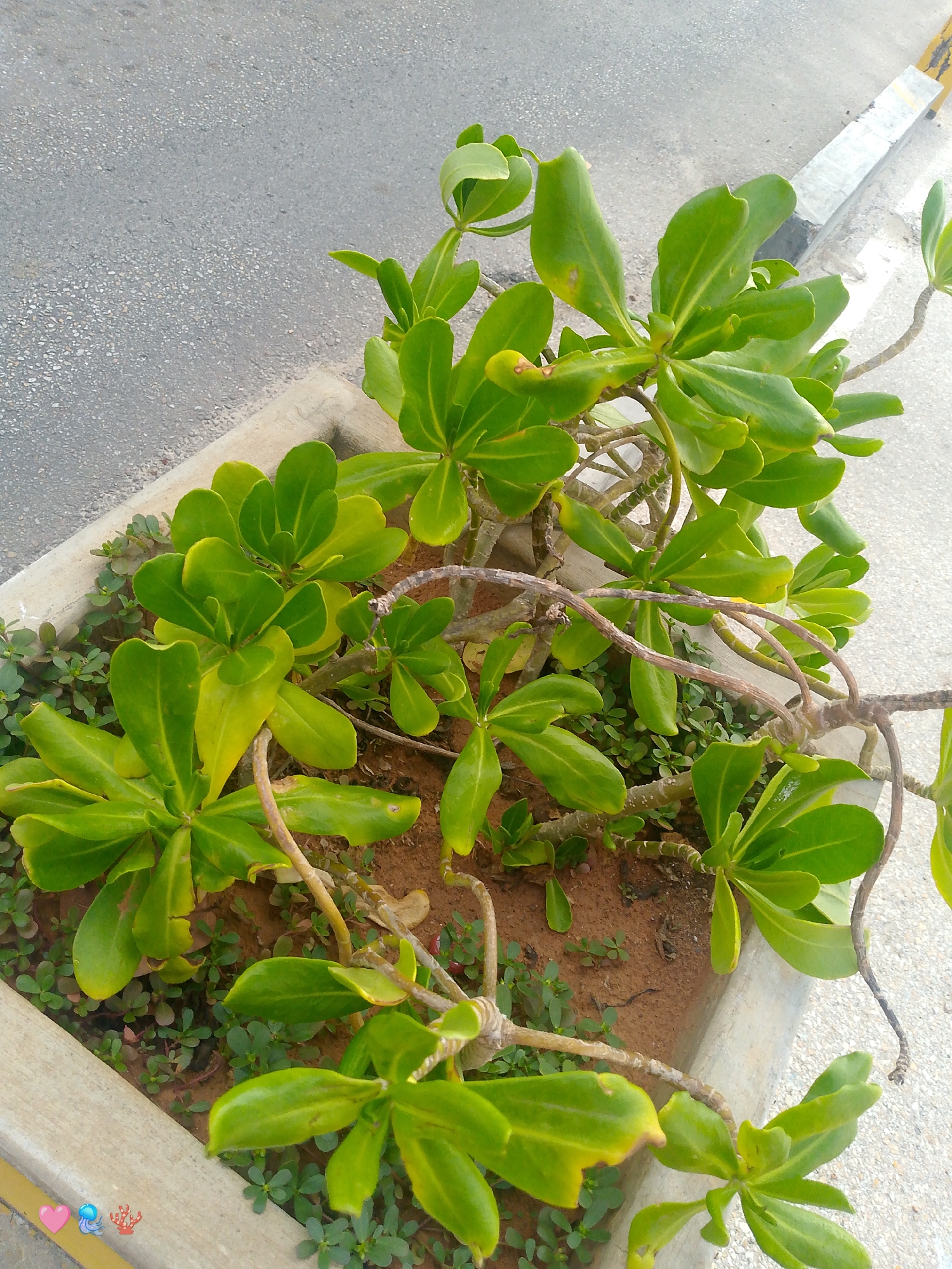 In a planter box on the side of a paved street, a vibrant green plant with thick, waxy leaves grows. The planter is made of concrete, and the soil is reddish-brown. Smaller green plants are growing around the base of the larger plant. To the left, a gray asphalt road is visible, and to the right, a concrete curb with yellow and white markings runs alongside the road. The scene appears to be a streetscape in Playa El Agua, Venezuela. There are no people or animals visible in the image, and no actions are taking place.
