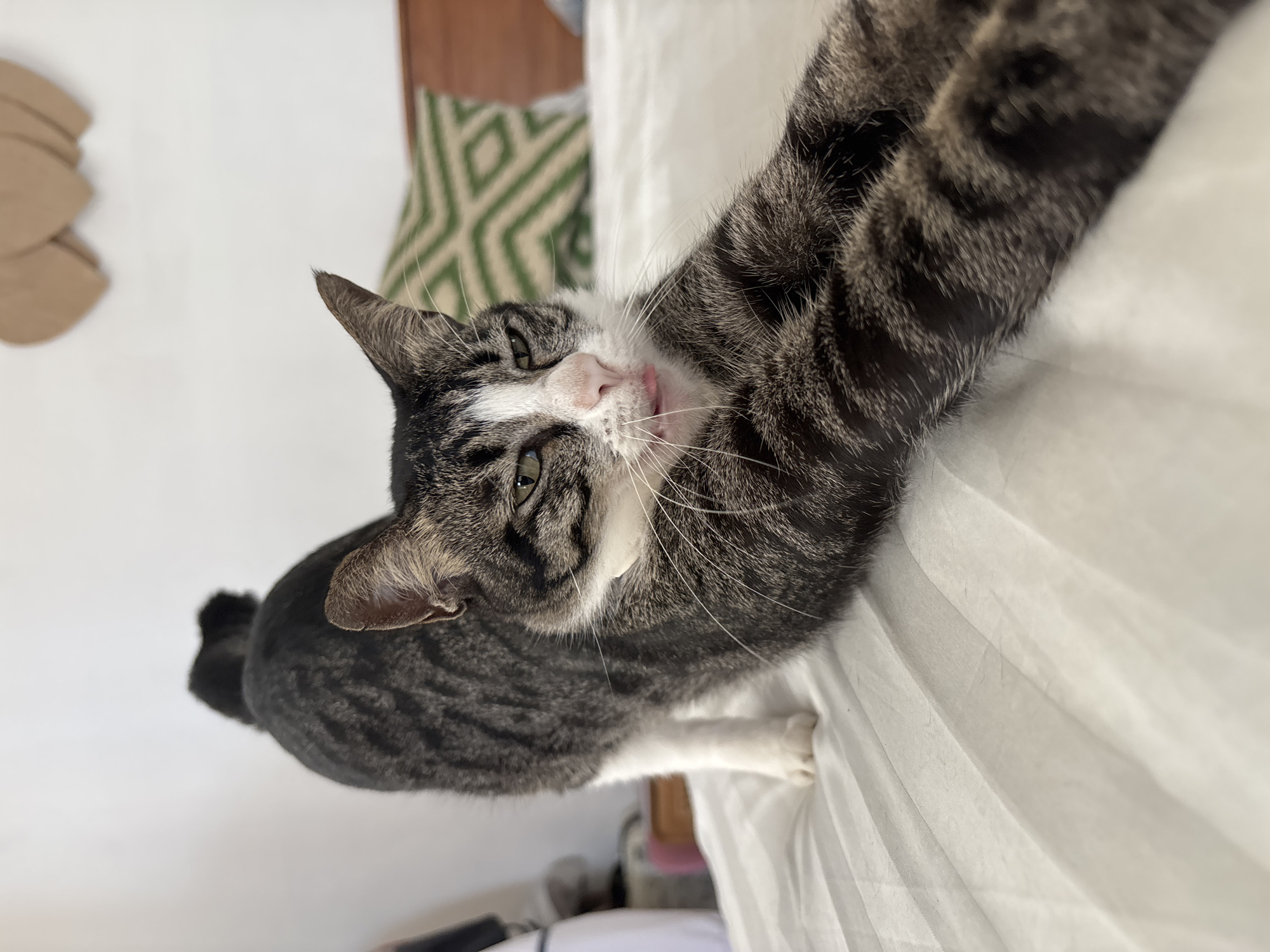A domestic cat, predominantly a grey and black tabby with striking white markings on its face, chest, and front paws, is the central subject of the image. The cat is captured in a relaxed pose, lying on a white, possibly crumpled, bedsheet or blanket. It extends one front paw upwards, towards the top right of the frame, as if stretching or reaching out. The cat's head is tilted, and it looks directly towards the viewer with slightly narrowed green eyes. A small part of its pink tongue is visible, indicating a relaxed or playful "blep."
The setting is indoors, likely a bedroom or living space. In the background, to the left, are blurred light brown objects, possibly cardboard cutouts, against a white wall. To the right, behind the cat's body, a green and white geometric patterned pillow or cushion rests on what appears to be wooden furniture. The lighting is bright and even, typical of indoor daytime conditions. The cat's fur, whiskers, and facial expressions are clearly visible. There is no visible text in the image. The image conveys a sense of the cat's calm and perhaps curious nature.