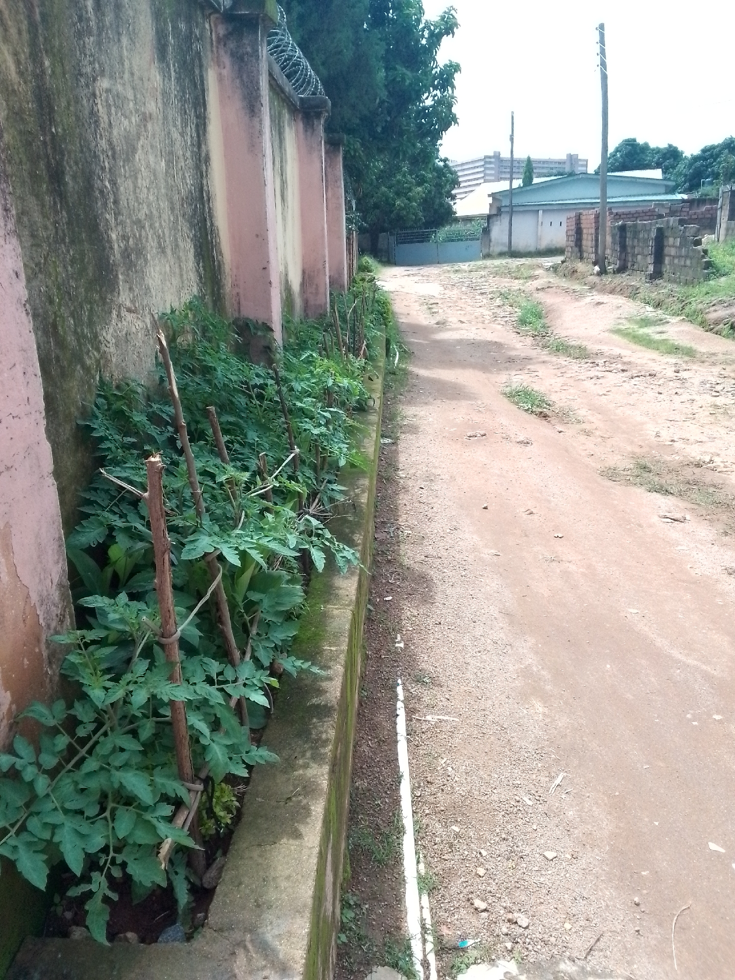 A dirt road runs alongside a concrete planter box containing rows of green tomato plants. The planter is bordered by a weathered pink and grey stone wall topped with barbed wire. In the background, several buildings are visible, including a light green roof structure and a multi-story building further in the distance. A few utility poles are also present. The scene appears to be in an outdoor urban environment.