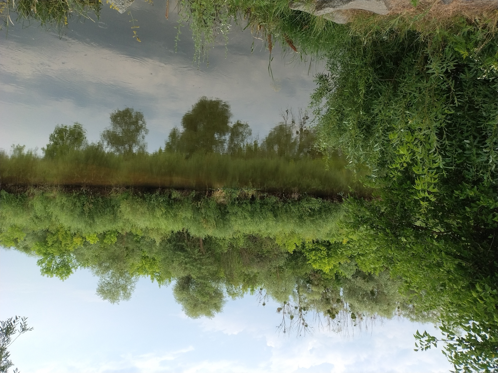 This is a vertical, medium shot of a mirrored reflection of a lush green landscape in calm water. The scene depicts a waterfront with dense vegetation on the bank, including trees, bushes, and grass. The water reflects the trees and the sky, creating an almost symmetrical image. The sky appears partly cloudy. The lighting suggests it is daytime, possibly late morning or early afternoon, with soft sunlight. The overall impression is one of natural beauty and tranquility. No people, objects, or text are visible. The location is identified as Ivankiv, Ukraine.