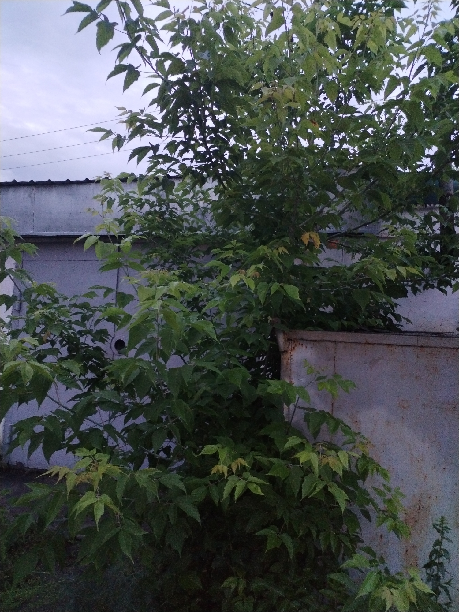 The image captures a dense tree with lush green foliage in front of a weathered, light-colored wall, possibly a garage or industrial building. The wall appears to be made of metal panels, showing signs of rust and age, particularly on the right side of the image where a section of a corrugated metal barrier is visible. The tree's branches are laden with leaves, some of which are tinged with yellow, suggesting the approach of autumn or a slight deficiency. The sky above is overcast and pale, indicating a cloudy day. The overall scene suggests an outdoor, urban or semi-urban environment, possibly a backyard or an alleyway. There are no people or animals visible in the frame. The lighting is dim, with the tree obscuring much of the background. The composition is dominated by the natural element of the tree contrasting with the man-made structures.