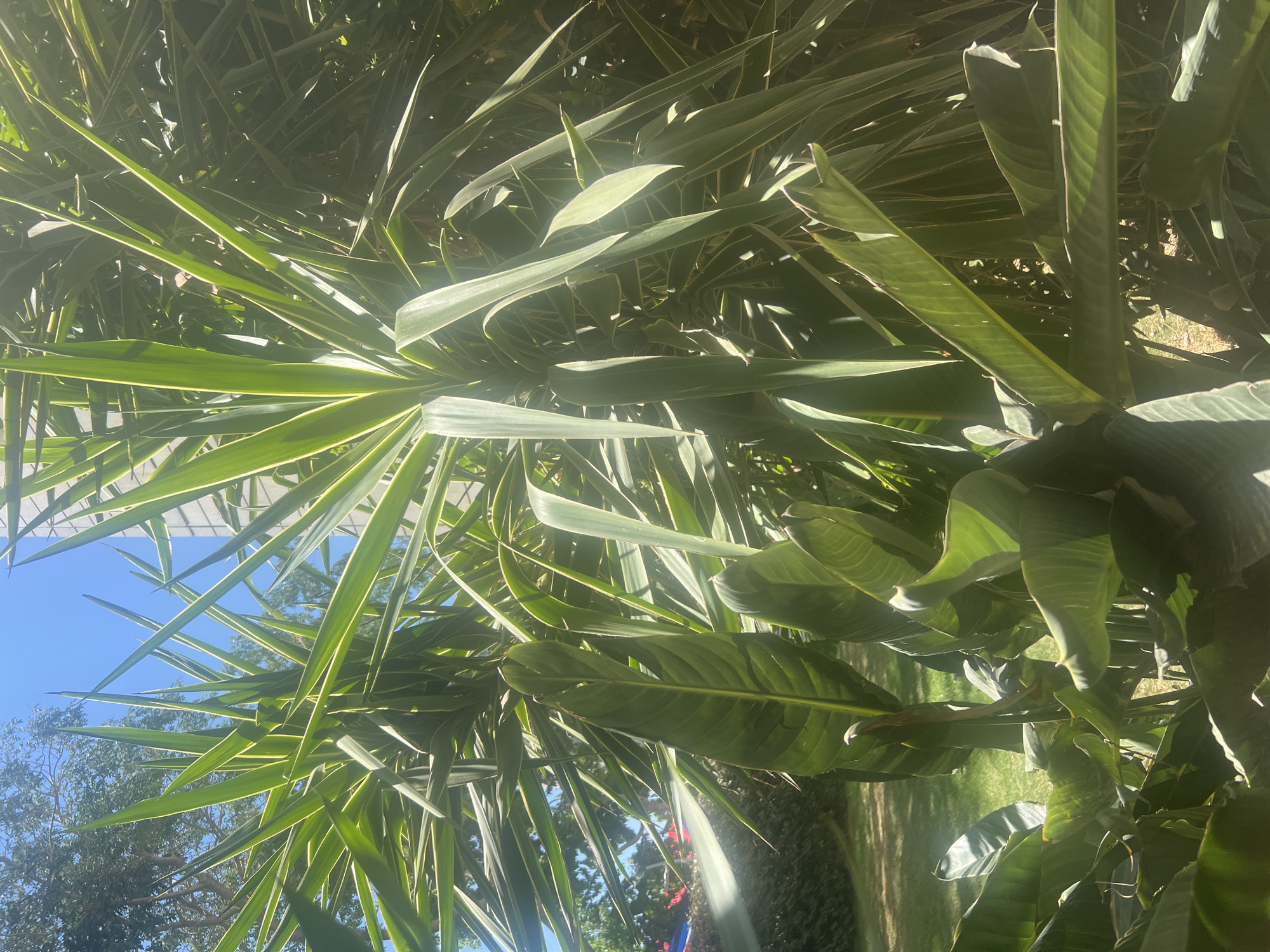 The image shows a close-up view of lush green foliage, primarily large, pointed leaves, with a bright blue sky visible in the background. Sunlight streams through the leaves, creating highlights and shadows. In the lower left portion of the image, a grassy area with some red and blue fabric is visible, suggesting an outdoor setting like a park or garden. The architectural elements of a building with a light-colored facade are also present on the right side of the frame. The scene is consistent with a sunny day in Hadera, Israel, where such dense vegetation and clear skies are common.