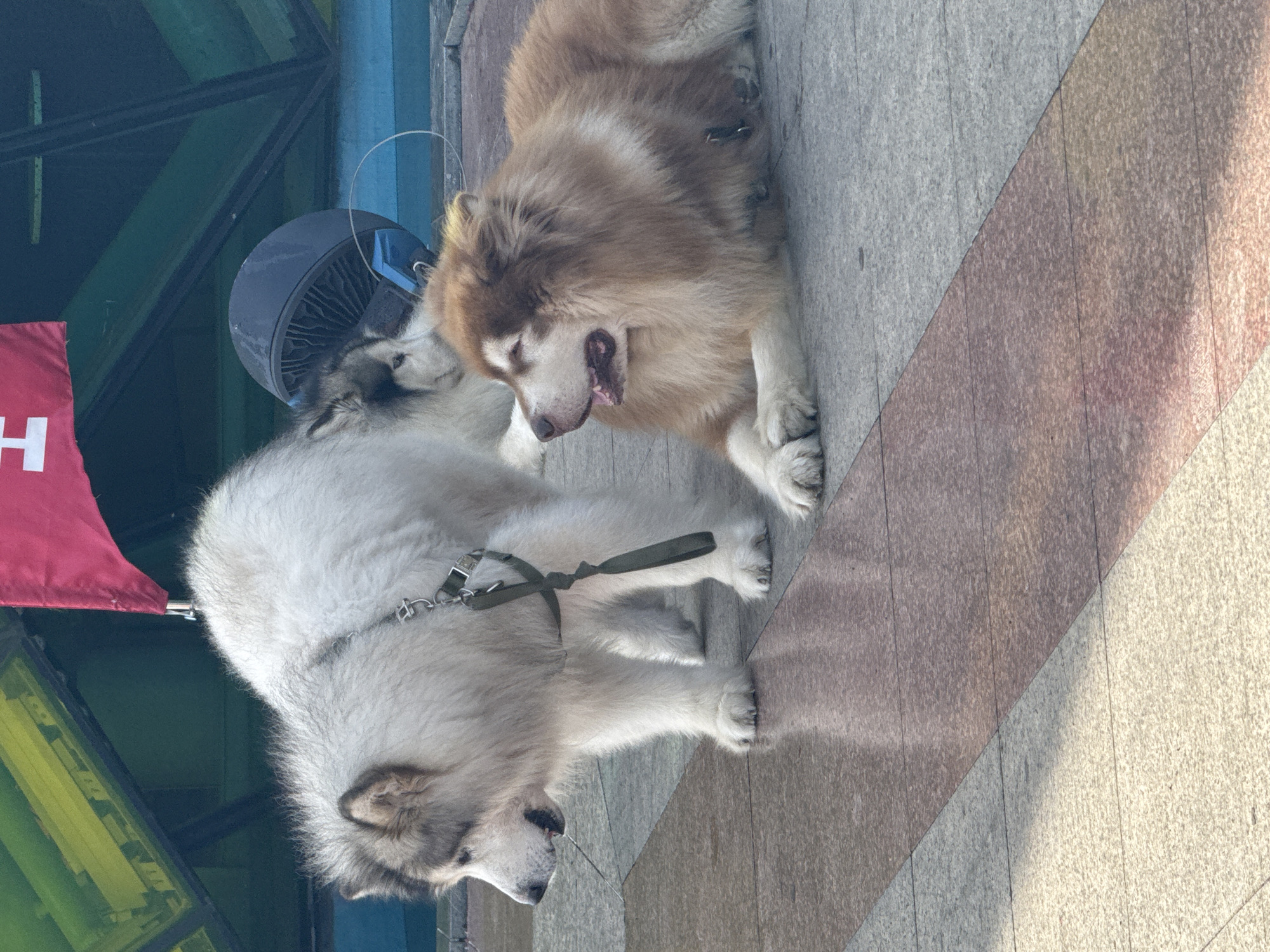 Two Alaskan Malamute dogs lie on a tiled surface. One dog is white and gray, wearing a harness and leash. The other dog is brown and white. The dogs are positioned in front of a building with glass windows and a red flag. A fan is visible behind the dogs. The location is in Da Lat, Vietnam.