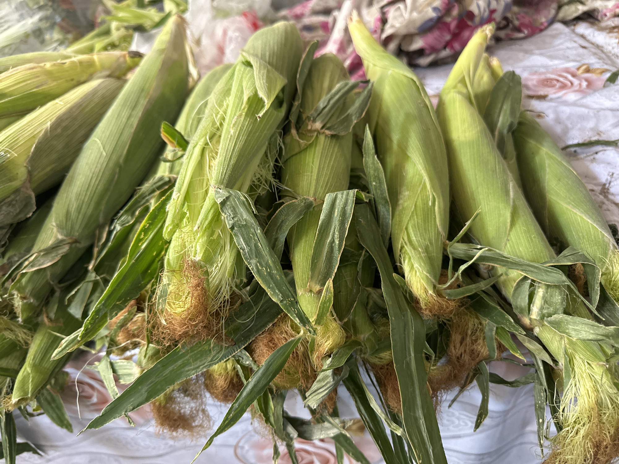A close-up, eye-level shot displays a pile of approximately ten ears of fresh corn, still encased in their green husks. The corn is arranged diagonally across the frame, with the husks overlapping. Some of the silk from the ears is visible, appearing as fine, brownish-yellow threads. The corn is resting on a white surface with a floral pattern featuring pink roses and grey details. The background is blurred, showing a hint of fabric with pink and grey floral designs. The lighting appears to be natural and diffused, creating soft shadows. There are no people or animals visible in the image. The image was taken in the city of Özgön, Kyrgyzstan.