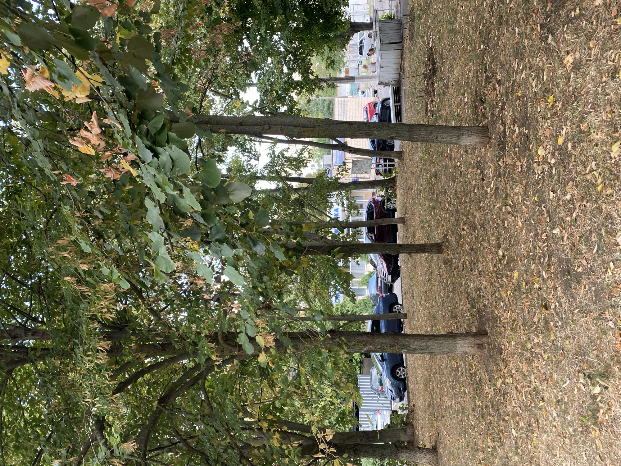 The image shows a street scene in Chornomorsk, Ukraine, with several trees in the foreground, their leaves showing autumnal colors. The ground is covered with dry grass and fallen leaves. In the background, there is a row of parked cars, including a blue sedan, a dark-colored SUV, and a white van. A few people are visible near a small white structure on the right side of the image. The setting appears to be a residential area or a public space with a street and buildings in the distance.