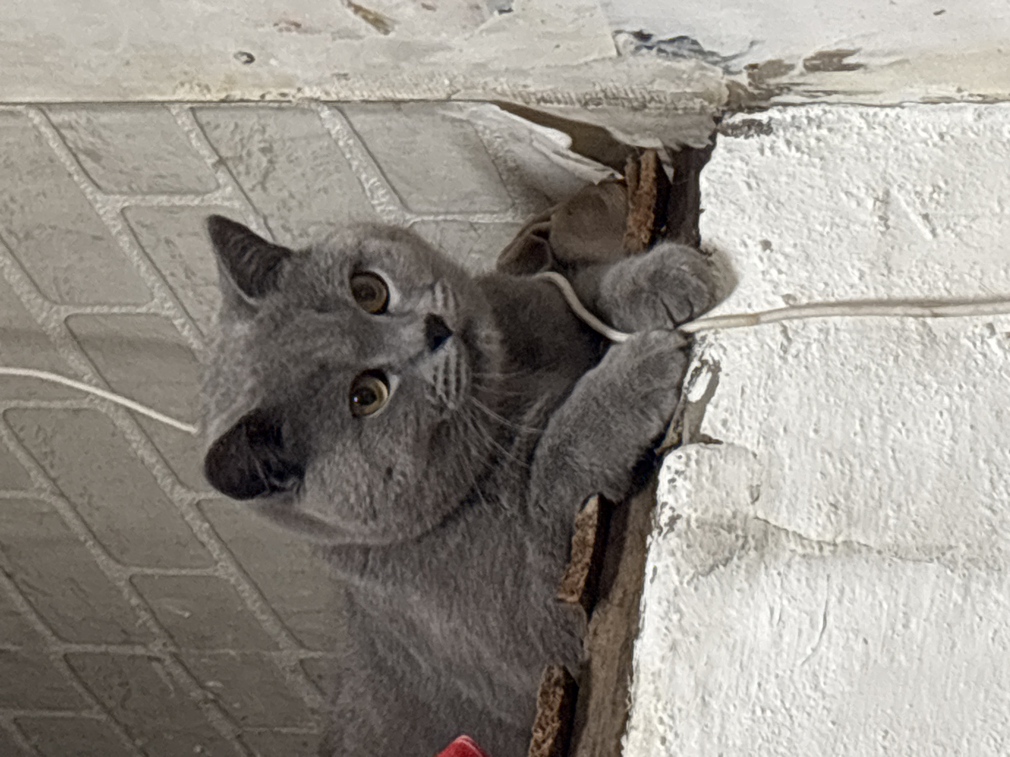 A gray shorthair cat is clinging to the edge of a hole in a wall or ceiling in what appears to be an interior space. The location is possibly in Фоки, Russia, though this cannot be determined from the image alone. The cat is gripping a white cord or wire with its paws. The surrounding structure shows signs of damage or disrepair, with exposed building materials visible within the hole. The wall surfaces are painted or tiled.