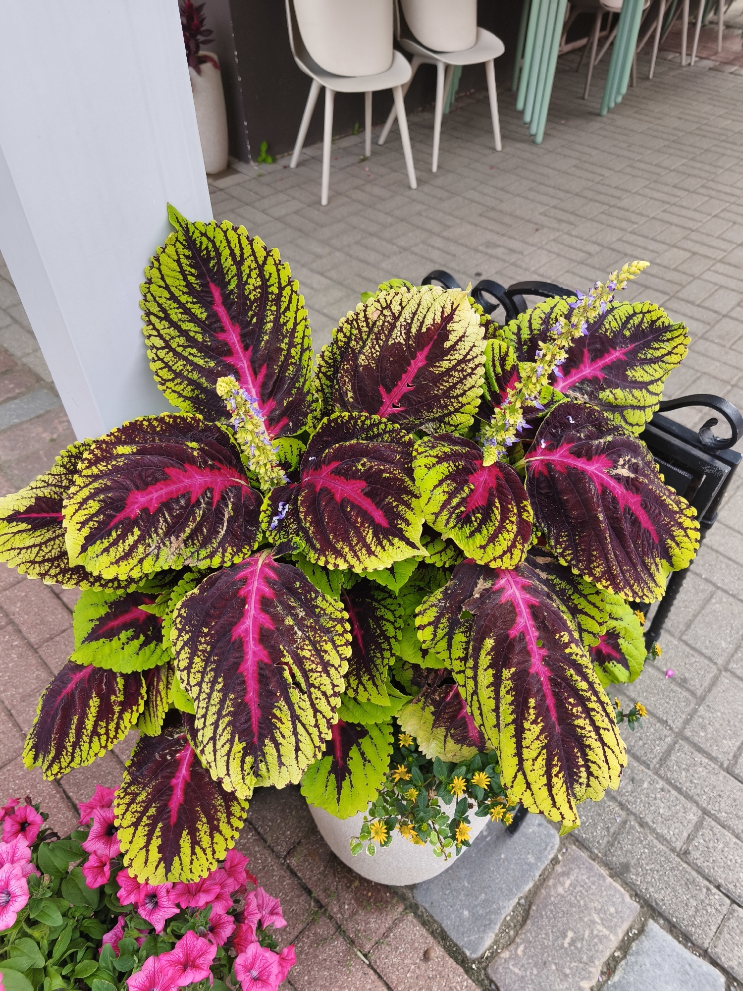 In Riga, Latvia, a close-up shot captures a vibrant potted plant with large, variegated leaves featuring a striking pattern of lime green edges, dark burgundy centers, and bright pink veins. The plant also displays small spikes of delicate purple flowers and yellow blooms. It is situated in a white planter, with other smaller plants, including bright pink petunias, nestled at its base. The planter rests on a paved walkway made of rectangular bricks in shades of gray, red, and beige. In the background, several white and light-colored chairs are arranged around tables, suggesting an outdoor seating area, possibly at a cafe or restaurant. The overall setting appears to be an urban outdoor environment.
