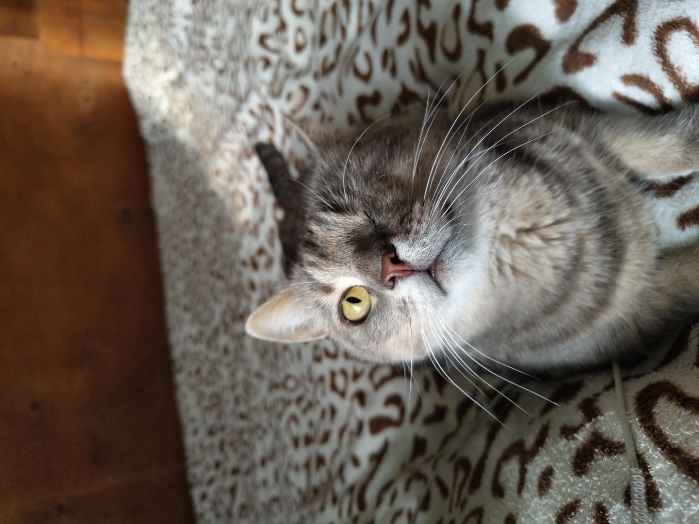 A one-eyed grey tabby cat with yellow eyes is lying on a patterned blanket. The cat is facing the camera and appears to be looking up. The blanket has a light brown and white pattern. Behind the cat is a dark brown wooden surface. The lighting suggests the image was taken indoors, possibly in a bedroom. There are no other people or animals visible in the image.