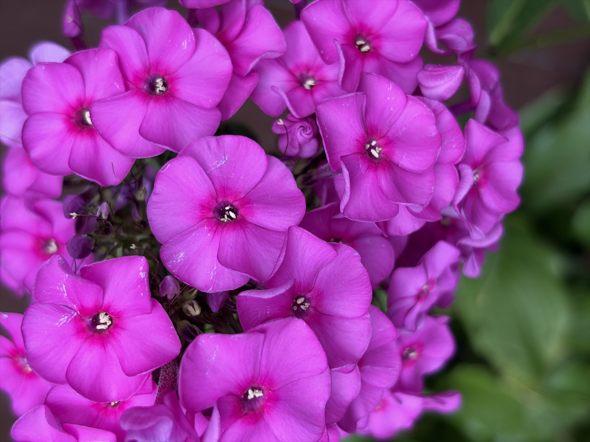 A close-up, vertical, eye-level shot shows a cluster of vibrant fuchsia phlox flowers. The petals are a rich, saturated pink with darker pink centers. The flowers are densely packed, with some overlapping. A few buds and dark green foliage are visible in the background, slightly blurred. The lighting appears to be natural daylight. The image does not depict any specific location within Balashikha, Russia, nor does it show any people, objects, or actions. It is solely a botanical subject.