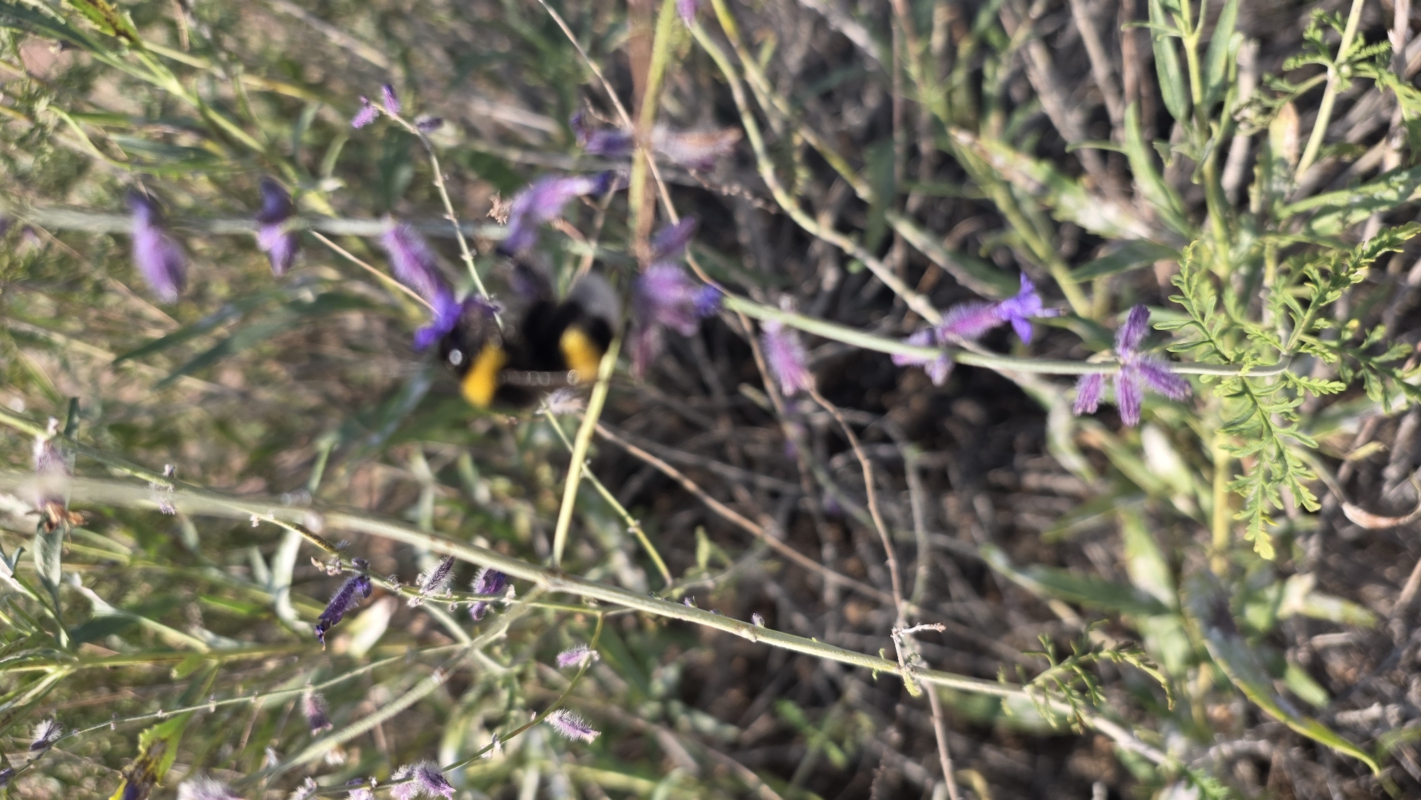 The image shows a close-up of a bumblebee on a flowering plant with purple blossoms. The bumblebee, characterized by its black and yellow striped body, is in focus, appearing to be collecting nectar. The surrounding environment is blurred, suggesting a natural setting with dry grasses and other vegetation. The image appears to be taken outdoors on a sunny day. Based on the context provided, this scene is located in the city of Tong, Kyrgyzstan.