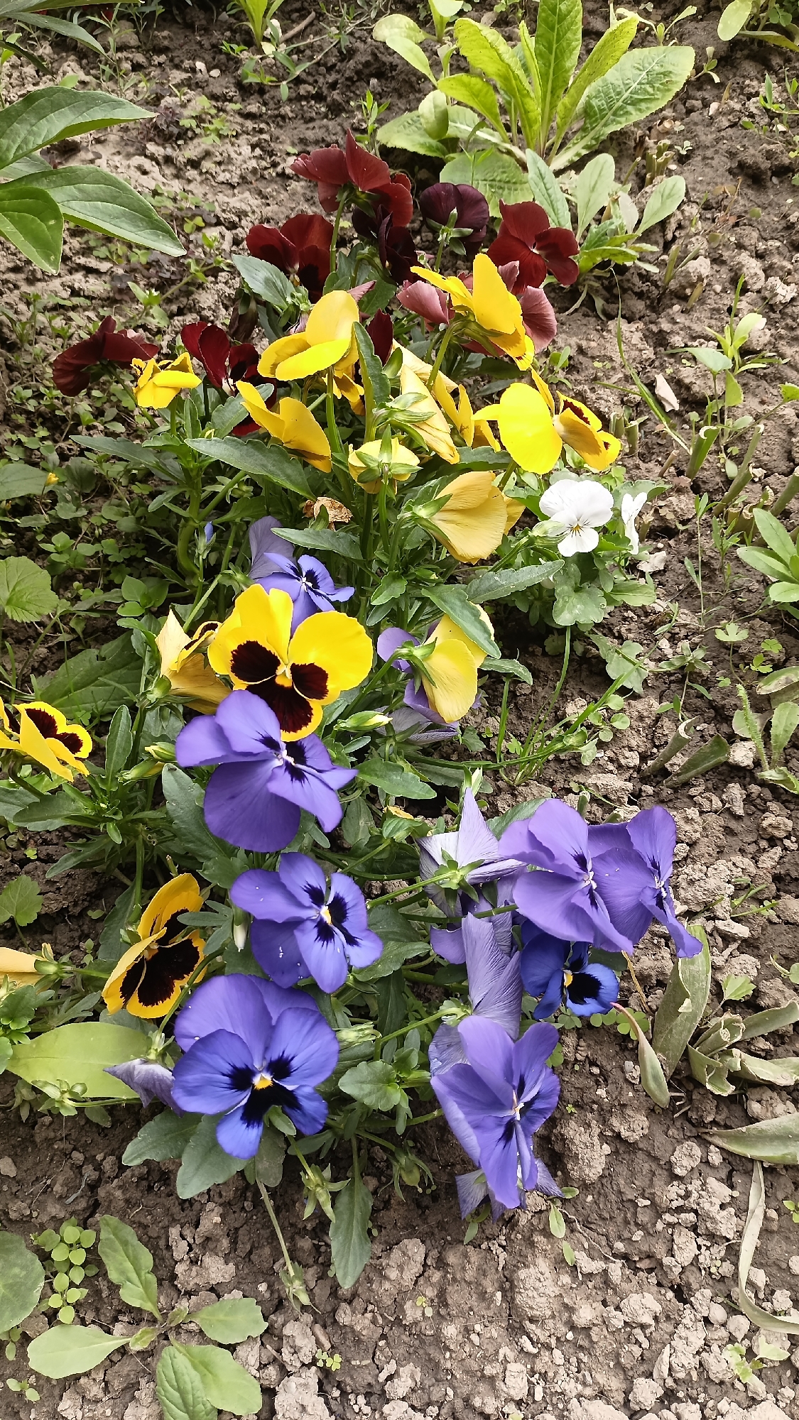 The image shows a garden bed with a variety of pansies in bloom. The flowers are in shades of purple, yellow, burgundy, and white. The soil is dark brown and appears to be slightly clumpy. There are also some other small green plants growing in the soil around the pansies. There is no indication of the location of Muzga, Bulgaria. No people, subjects, actions, interactions, or objects other than the flowers and plants are visible.