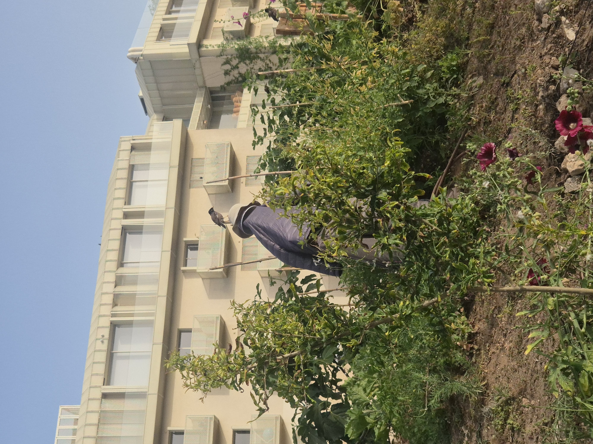 The scene shows a partially obscured view of a building in Tel-Aviv, Israel, juxtaposed with an area of vegetation.
A multi-story building with a beige facade dominates the left side of the image. It features multiple windows and balconies, indicating a residential or commercial structure.
In the foreground and partially obscuring the building is a patch of foliage with green plants and reddish-purple flowers. The ground is visible and appears to be earthen. A bird is perched on a structure, possibly a trellis or support for the plants.