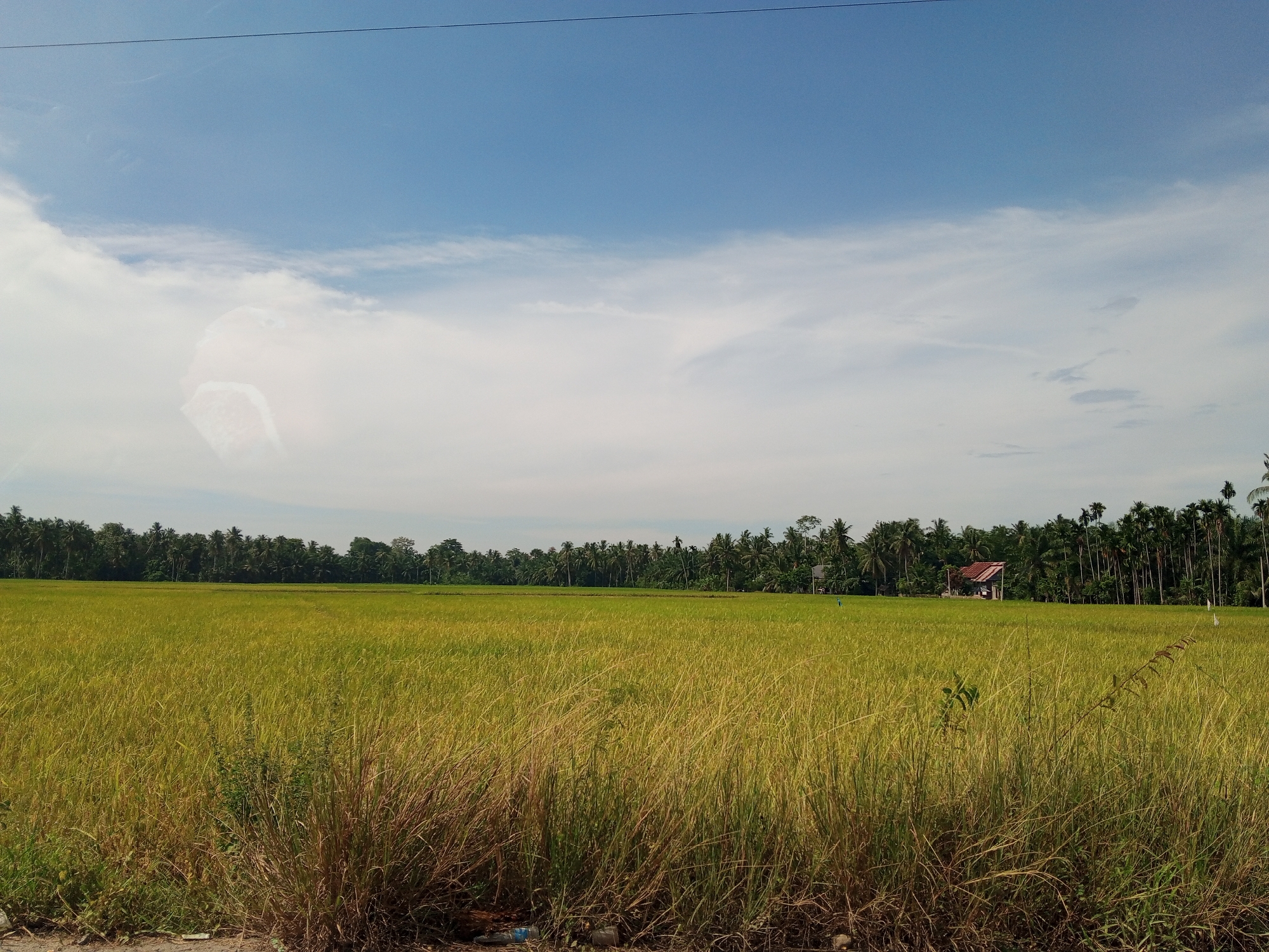 The image depicts an agricultural expanse in Meuriya, Indonesia. An extensive field of mature, yellowish-green rice, indicating ripeness for harvest, fills the midground and lower frame. This field is bordered in the background by a dense treeline primarily composed of tropical palms. A small building with a reddish-brown corrugated roof and light-toned walls is situated within the treeline on the right. The immediate foreground consists of an unpaved area with taller, dry grasses and scattered plastic debris. The upper portion of the frame shows a blue sky with scattered white clouds, exhibiting a faint, indistinct reflection or artifact in the upper left quadrant. A single utility wire spans the upper sky. No human presence or activity is depicted.