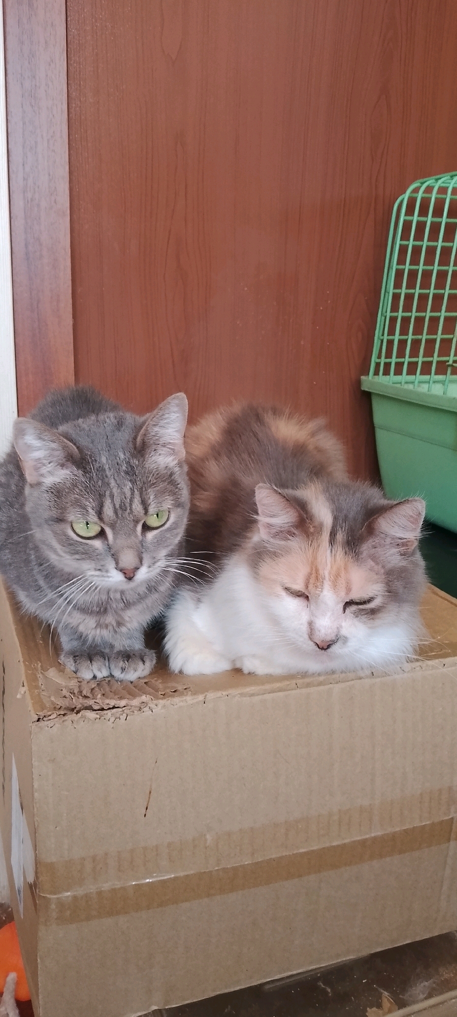 Two cats are lying on a cardboard box in front of a wooden door. The cat on the left is a grey tabby with green eyes, and the cat on the right is a calico with its eyes closed. To the right of the cats is a green plastic pet carrier. The scene appears to be indoors, likely in a residential setting, based on the presence of the pet carrier and the cardboard box. There are no discernible elements that indicate a specific location within the city of Belgorod, Russia, or any other city.
