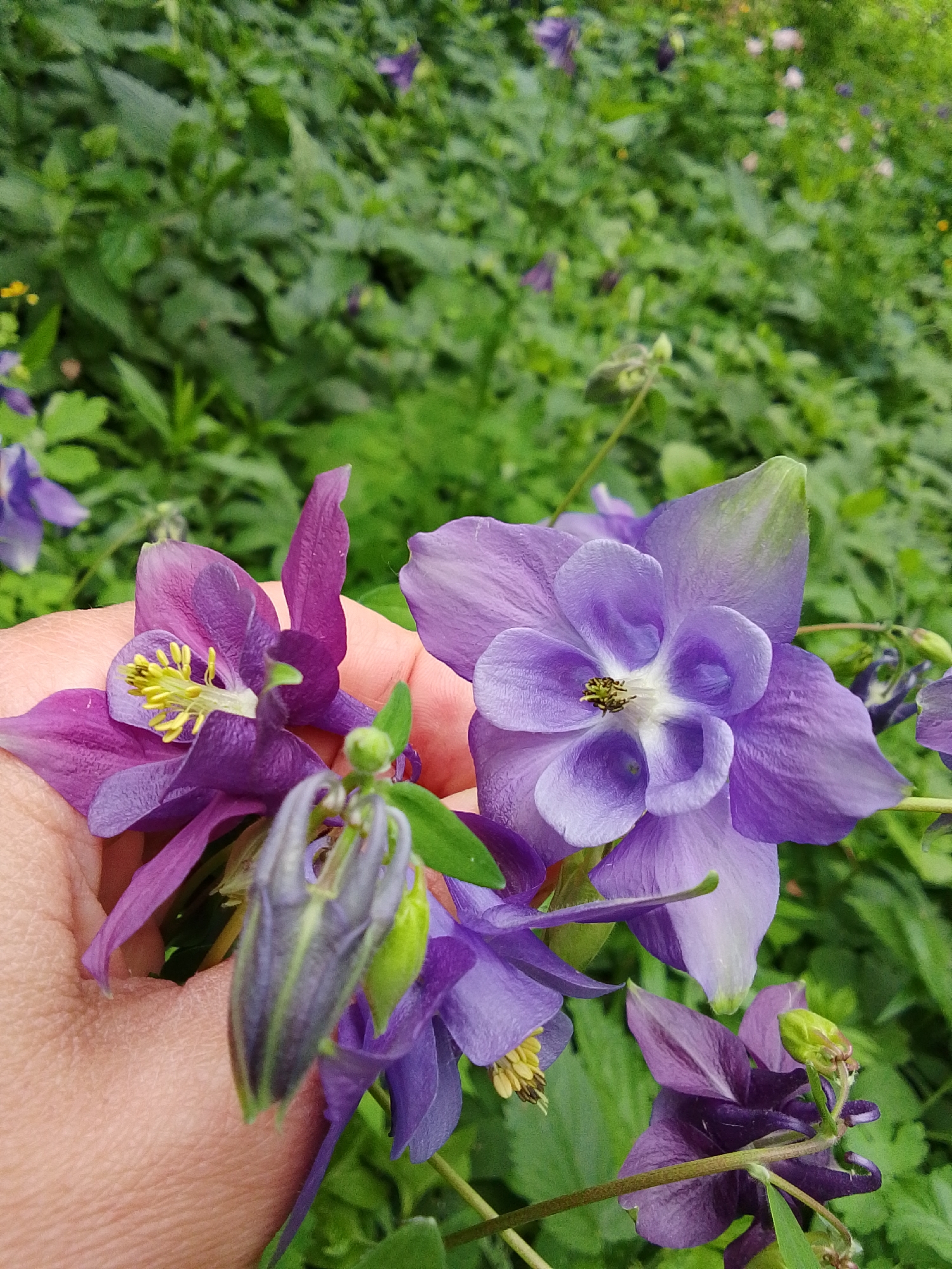 The image shows a hand holding several purple and lavender columbine flowers against a backdrop of green foliage. The flowers are in varying stages of bloom, with some fully open and others still in bud. The hand is slightly blurred, and the focus is on the flowers. The background consists of lush green plants with hints of other flowers interspersed. The location, Снопок Новый, Russia, is not visually verifiable from the image itself.