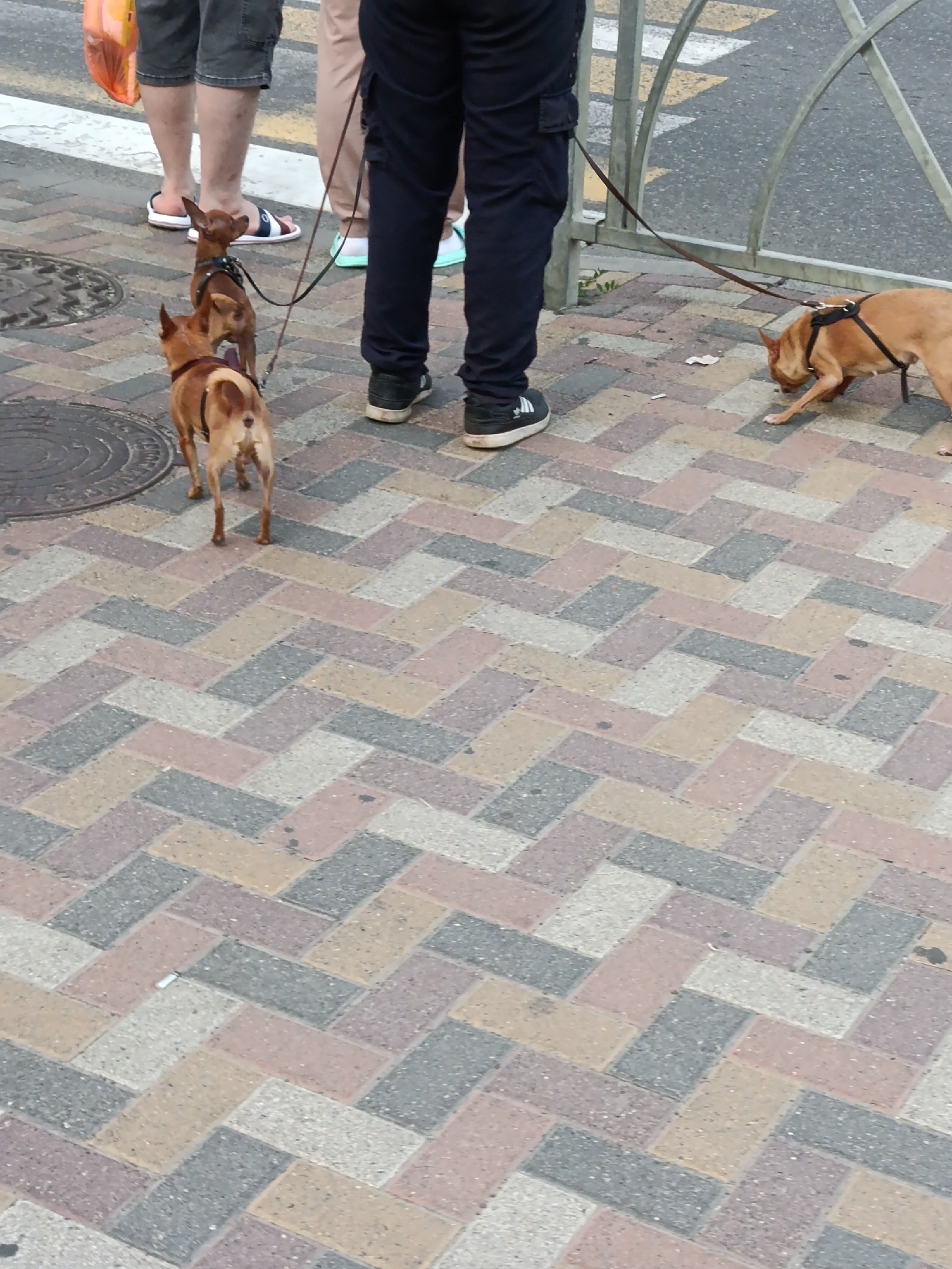 The image shows a section of a city sidewalk paved with multi-colored rectangular bricks arranged in a herringbone pattern. Three people are visible, along with two small dogs on leashes. One person, on the left, wears dark shorts and sandals. Another person, in the center, wears dark pants. The third person, on the right, also wears dark pants. Two small brown dogs are walking on the sidewalk. One dog is in the foreground, facing away from the camera, and the other is slightly ahead of it, also facing away. A third, larger light-brown dog is further to the right, facing towards the left and sniffing the ground. A metal railing is visible in the background. The overall scene suggests a casual outdoor setting in an urban environment.