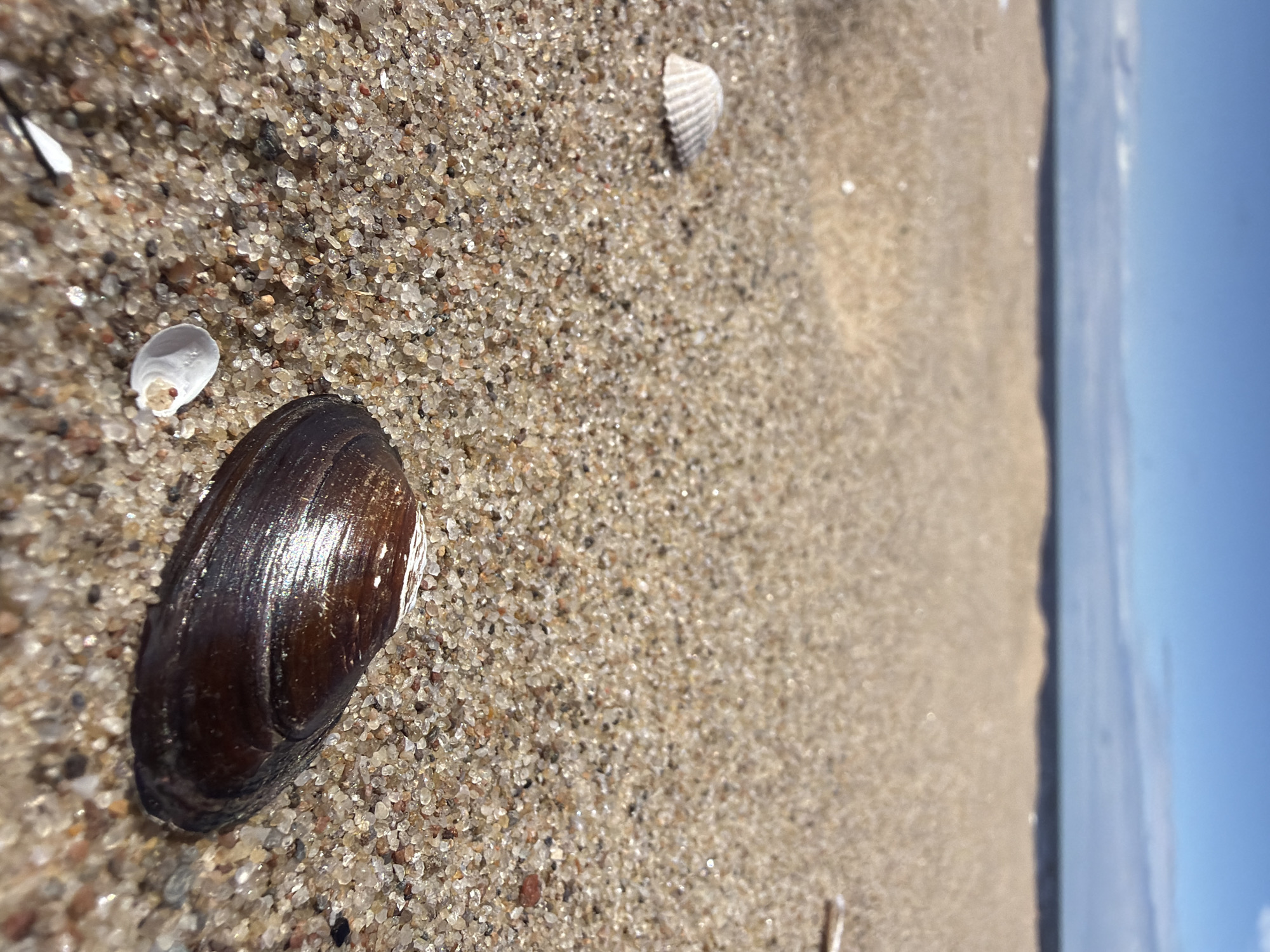 The image shows a close-up view of a sandy beach with shells and the sea in the background. The sand is fine-grained and a light brown color, with many small pebbles and shell fragments. In the foreground, there is a large, dark brown, elongated shell, possibly a mussel shell, lying on the sand. To the left of this shell, a smaller white shell is visible. Further to the left and in the mid-ground, a ribbed white shell is partially visible. The sea stretches across the horizon, a dark blue line against a pale blue sky with scattered white clouds. The water appears calm. The scene is typical of a beach in Lilaste, Latvia, known for its sandy coastlines and proximity to the Baltic Sea. No people or animals are visible in the image. The lighting suggests it is daytime, with sunlight glinting off the wet sand and shells.