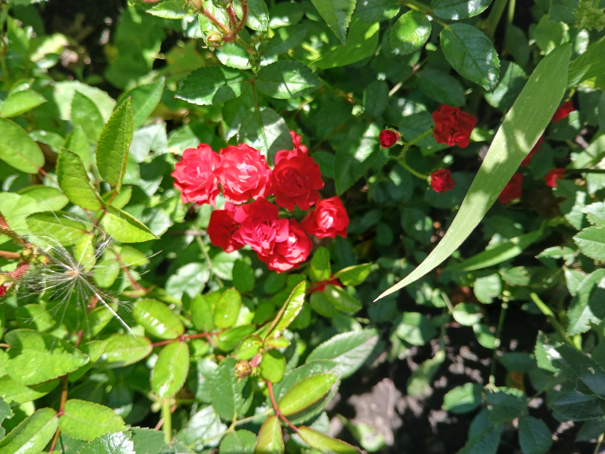 In Lipetsk, Russia, a close-up, top-down shot reveals a cluster of small red roses surrounded by lush green foliage. The roses, appearing in various stages of bloom, are vibrantly colored against the deep green leaves. Sunlight dapples through the leaves, casting shadows on the ground below, suggesting an outdoor setting, possibly a garden or park. A single, delicate dandelion seed head floats in the upper left of the frame, adding a touch of nature's fragility to the scene. The overall impression is one of natural beauty and the quiet simplicity of a garden in bloom.