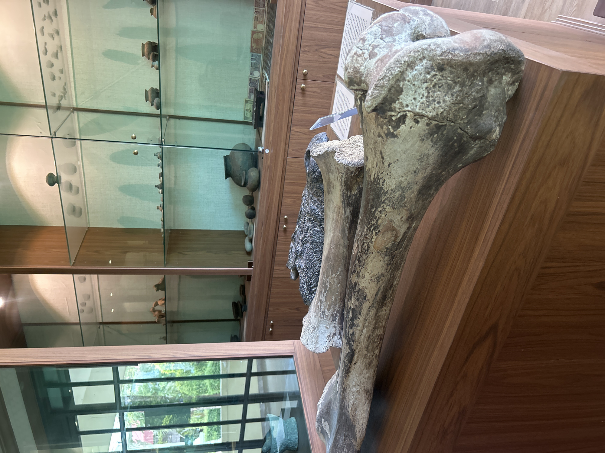 The image depicts a display of ancient artifacts within a museum. Two large, fossilized bones are prominently displayed in the foreground on a wooden surface. Behind the bones, glass display cabinets exhibit a collection of ancient pottery, stones, and what appear to be old currency notes. The cabinets are lit, casting shadows on a pale green fabric lining the back. To the left, a large glass window reveals a glimpse of lush green trees and a modern building, suggesting an outdoor environment outside the museum. The overall setting is that of a museum exhibit, showcasing historical and paleontological items in a well-lit, organized manner. The location is identified as Thai Ko Subdistrict, Thailand.