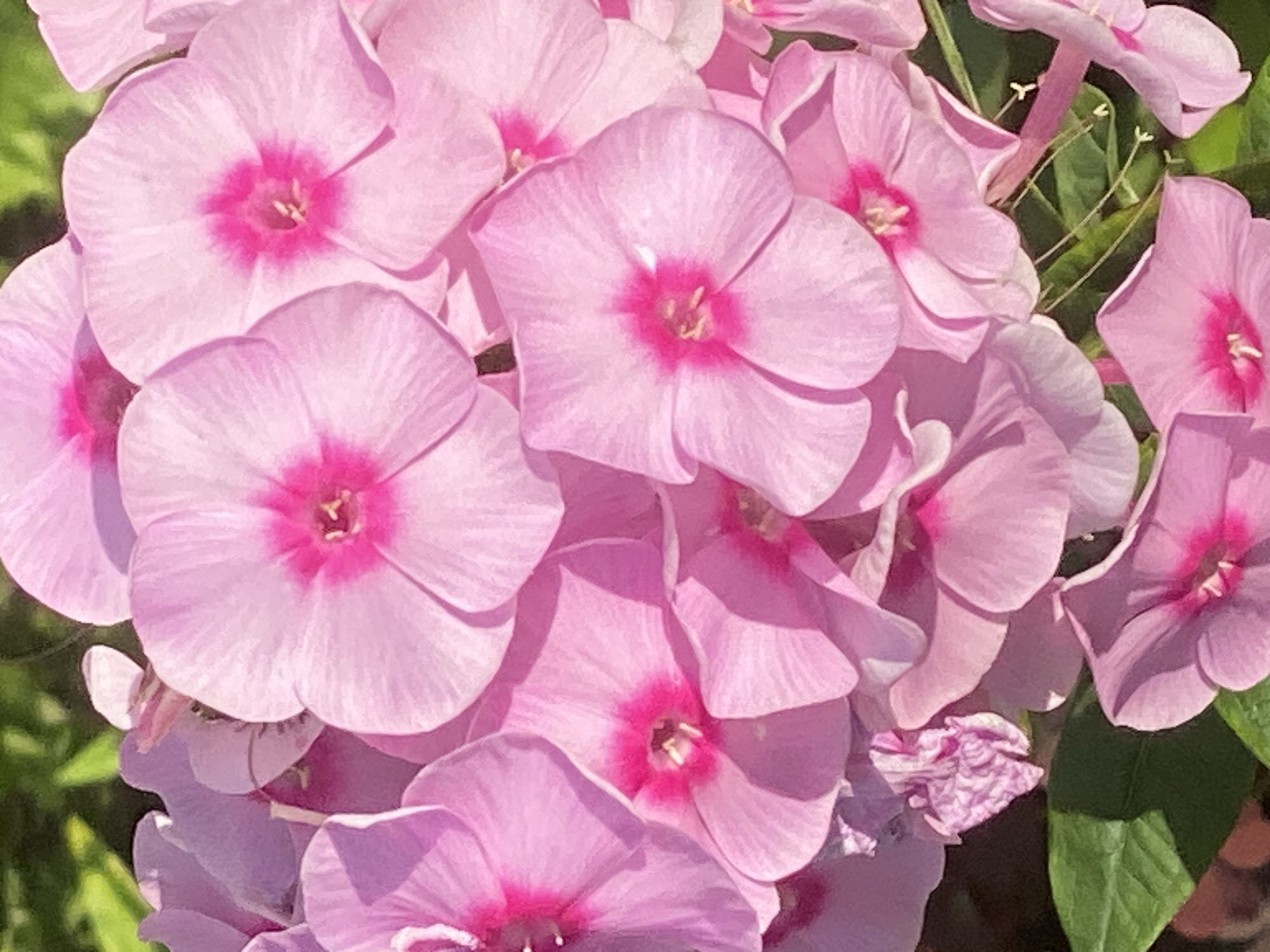 The image is a close-up, vertically oriented photograph of a cluster of bright pink phlox flowers. The flowers are in various stages of bloom, with some fully open and others partially closed. Each flower has five distinct petals with a darker pink or fuchsia center. The petals are delicate and slightly ruffled, and some show soft shadows from the sunlight. In the background, out-of-focus green leaves and stems are visible, suggesting an outdoor garden setting. The overall impression is one of vibrant color and natural beauty. The image does not contain any people or specific city landmarks and therefore cannot be placed in Novokuznetsk, Russia.