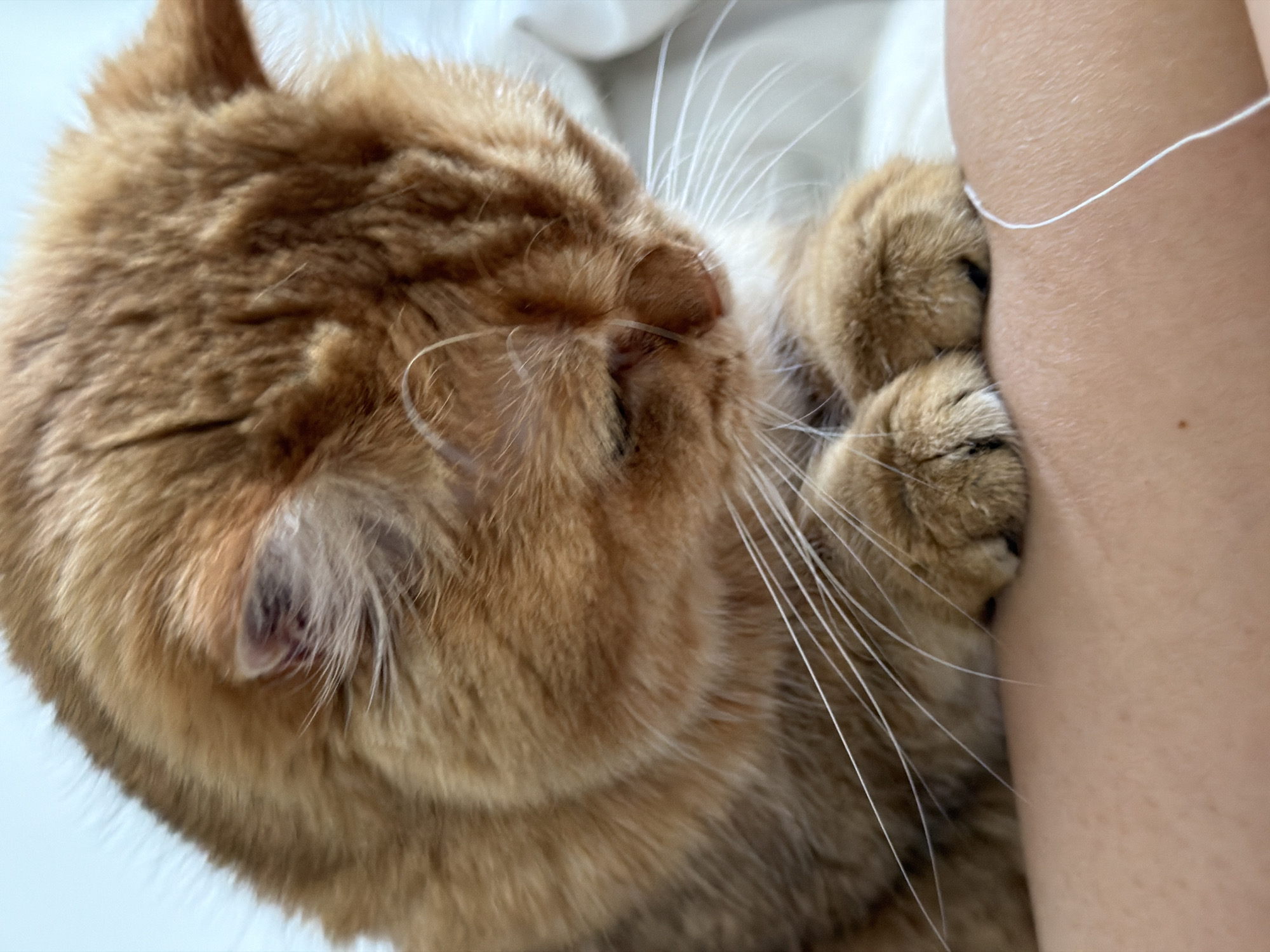An orange tabby cat rests its paws on a person's arm. The cat has its head down, looking towards the arm, with its whiskers extended. The background is blurred and appears to be a white surface, possibly bedding. There is no information in the image that can be used to determine the location in the city of Đà Nẵng, Vietnam.