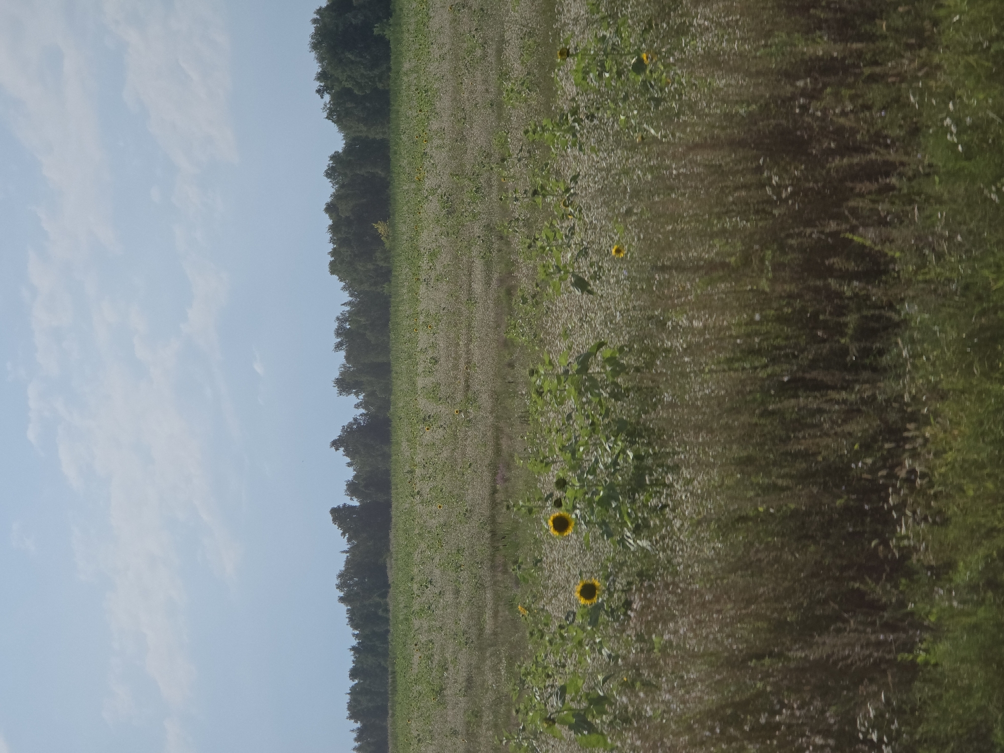 An outdoor, horizontal, medium shot captures a field with sunflowers and other greenery under a cloudy sky. The field extends from the foreground, where tall grass and plants are visible, to the background, where a treeline of dark green trees forms a horizon. Scattered throughout the field are numerous sunflowers, some in bloom with their characteristic yellow petals. The sky above is a pale blue with soft, white clouds. There are no people or animals present in the scene. The overall impression is of a rural landscape during the daytime. This scene is located in Borisovka, Russia.