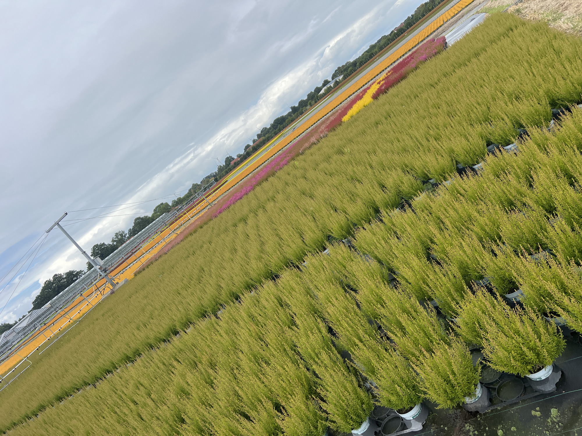 An aerial perspective shot of a vast plant nursery in Schwarme, Germany, under a cloudy sky. Rows upon rows of meticulously potted plants stretch into the distance, primarily a vibrant green with hints of yellow. In the background, distinct bands of colorful blooms in yellow, pink, and red add a striking contrast. A greenhouse structure with yellow coverings is visible along the edge of the nursery, and wind turbines dot the horizon behind a line of trees. The scene depicts an organized and expansive agricultural operation.