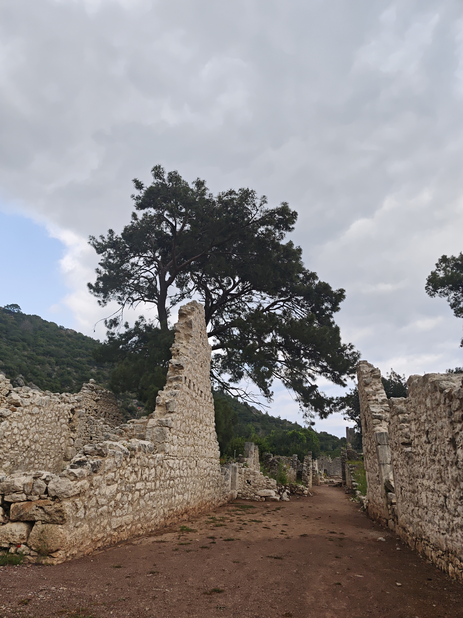This image captures a serene view of ancient stone ruins, likely an archaeological site, under a largely cloudy sky with a hint of blue sky visible on the upper left. A reddish-brown dirt path extends into the distance, flanked on both sides by the remnants of substantial stone walls, suggesting a street or a series of buildings.
A large, prominent pine tree with dark green foliage dominates the upper-center of the frame, its branches stretching widely against the overcast sky. In the background, green, tree-covered hills rise, adding to the natural setting. The stone walls, made of various-sized light-colored rocks, display visible signs of age and partial collapse, particularly the wall on the left, while the wall on the right appears more structurally intact.
The scene is devoid of people, creating a quiet and contemplative atmosphere. The weather appears to be daytime, with soft, diffused light suggesting either an overcast day or possibly a late morning/early afternoon hour. The location, with its ancient stone architecture and Mediterranean vegetation, aligns with the provided context of Kumluca, Turkey, a region known for its historical sites. No visible text is present in the image.