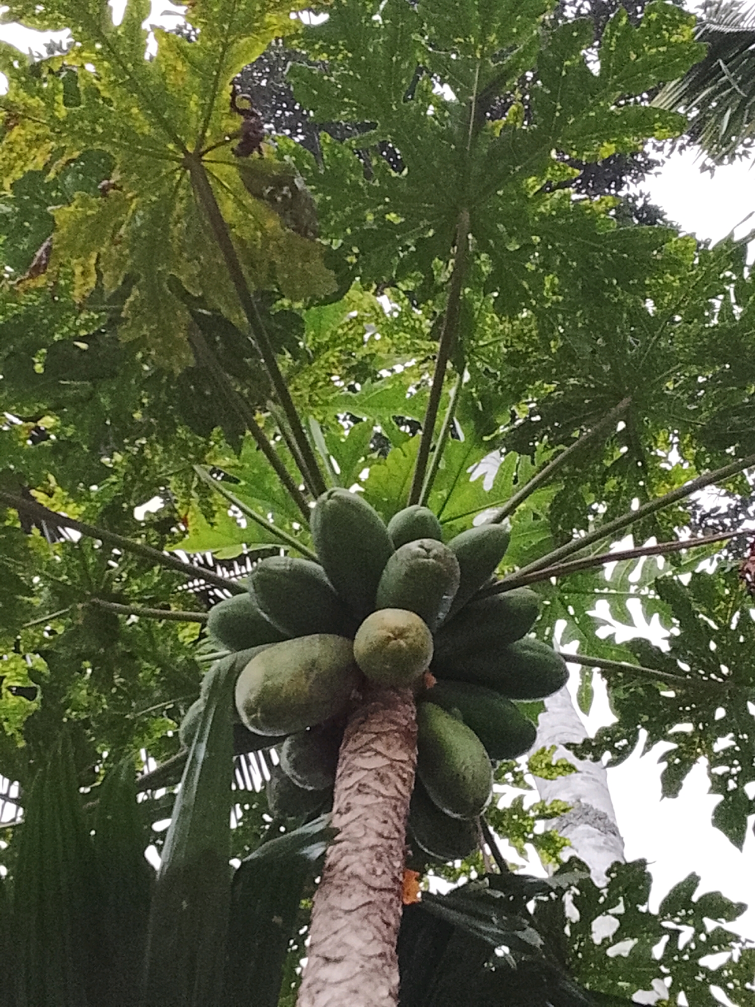 In Padang Dalom, Indonesia, a low-angle shot captures a papaya tree laden with unripe green papayas. The papayas, clustered around the trunk, are elongated and smooth, with one smaller, lighter-colored fruit visible amongst them. The tree's trunk is rough and textured, a light brown in color. Above, large, deeply lobed papaya leaves, a vibrant green with some yellowing, fan out, creating a dense canopy against the bright sky. Additional foliage from other trees, including palm fronds, are visible in the background, adding to the lush, tropical environment.