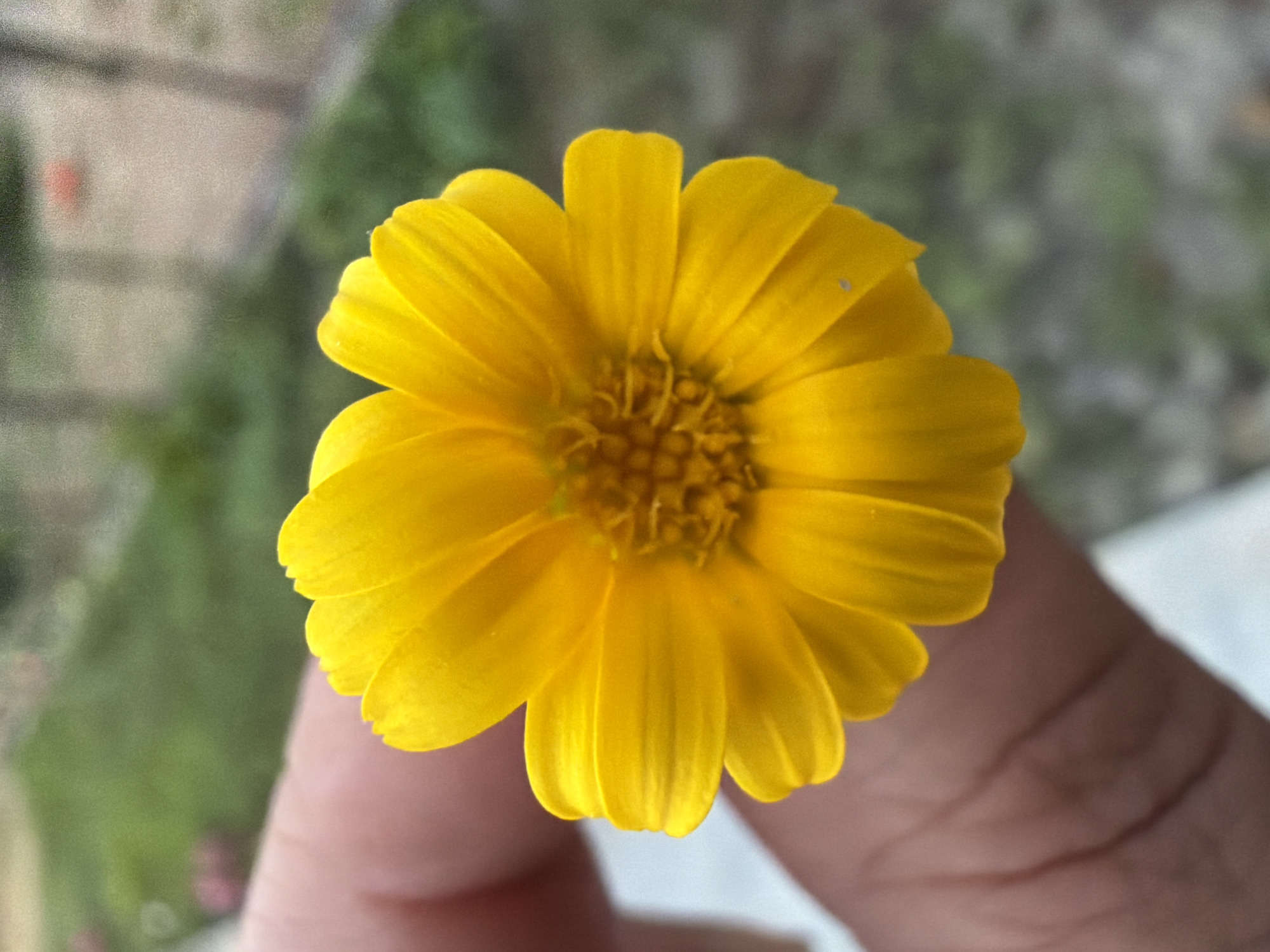 A close-up, shallow depth of field shot shows a person's fingers holding a bright yellow daisy-like flower. The flower has numerous petals radiating from a textured, slightly darker yellow center. The background is softly blurred, showing green foliage and what appears to be a path or sidewalk. No specific location in Sabirabad, Azerbaijan is identifiable from the image itself.