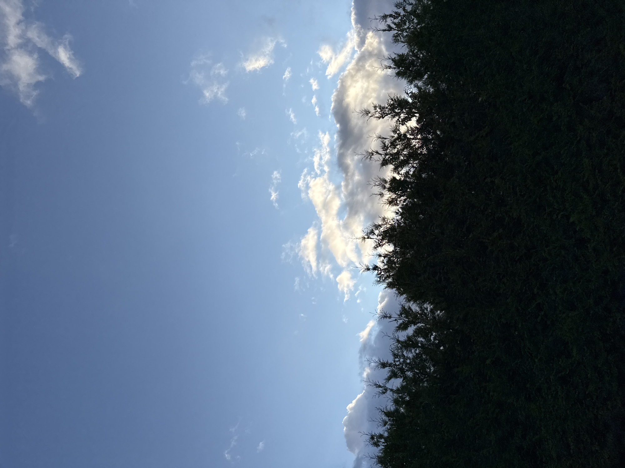 A dark, dense hedge of evergreen trees runs across the bottom third of the frame. Above the hedge, the sky is a gradient of blue, lighter towards the horizon and darker at the top of the image. Wispy white clouds are scattered across the sky, with larger, more illuminated clouds forming a band just above the trees, suggesting sunset or sunrise. The scene appears to be outdoors, possibly in a residential area of Uuesalu, Estonia, given the presence of a well-maintained hedge, common in suburban landscapes. There are no people or animals visible in the image. The overall mood is serene and natural.