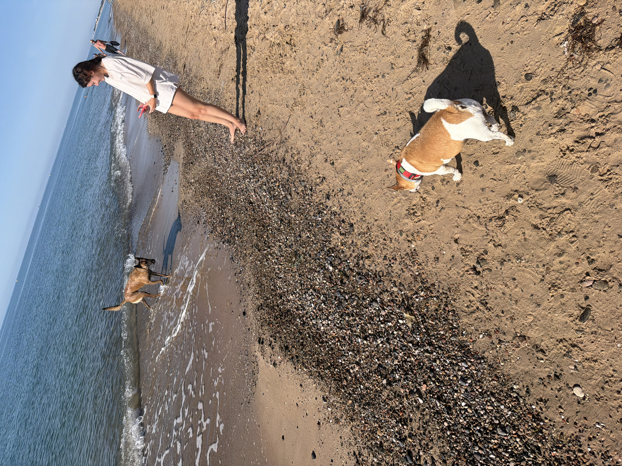 The scene depicts a beach on a sunny day. A woman in a white top and shorts stands at the shoreline, looking down at a wet dog, seemingly a Malinois, playing in the shallow water. Further up the beach, a second dog, a small brown and white dog wearing a red collar, is lying on its back, casting a shadow. The beach surface transitions from wet sand near the water to dry sand interspersed with pebbles further inland. In the background, other individuals are visible. The location is Mont-roig del Camp, Spain, as indicated by available contextual information.